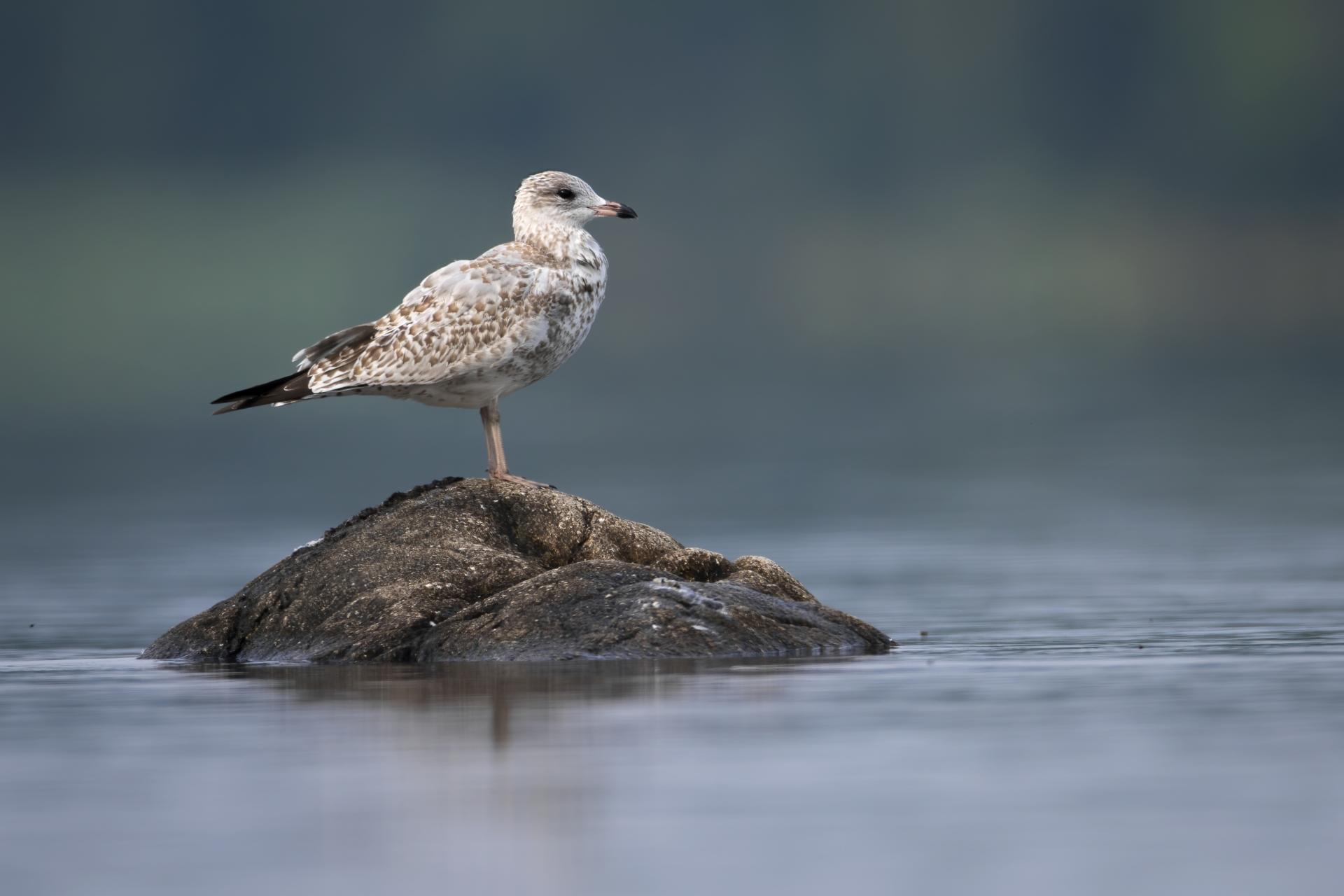 goeland-a-bec-cercle-ring-billed-gull