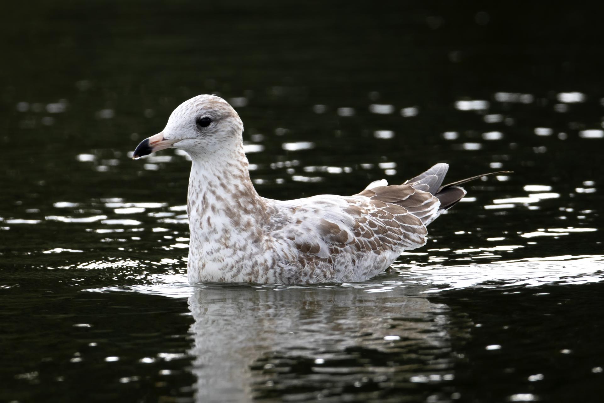 goeland-a-bec-cercle-ring-billed-gull