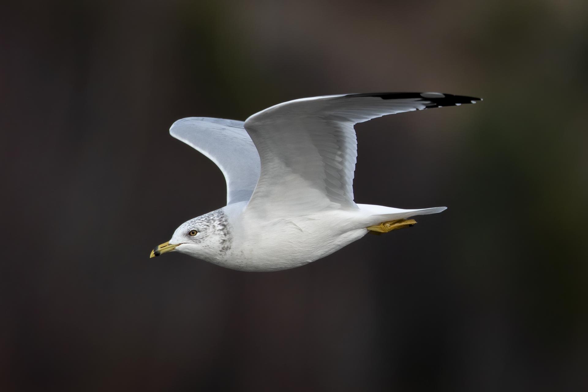 goeland-a-bec-cercle-ring-billed-gull