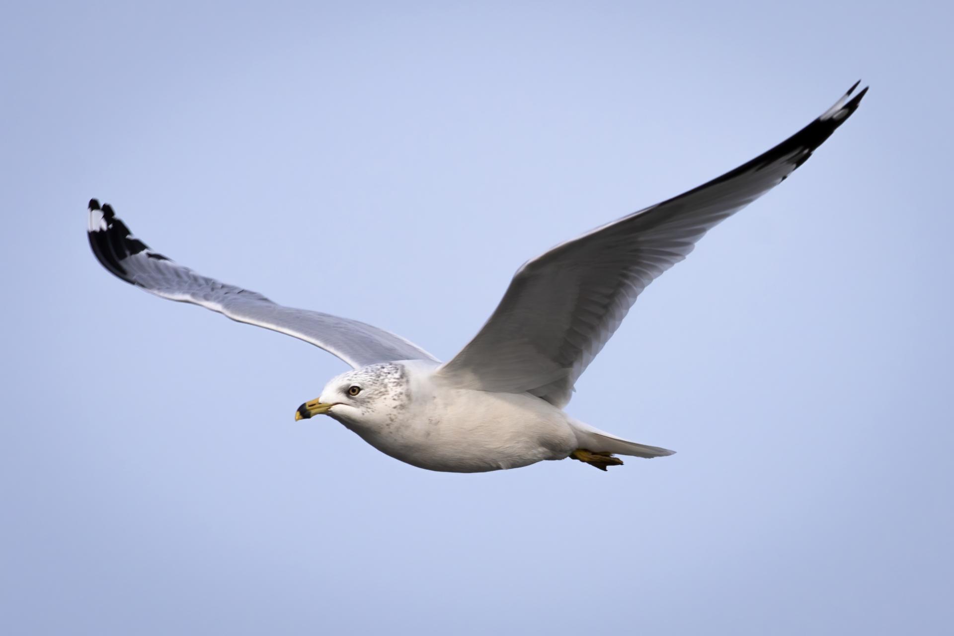 goeland-a-bec-cercle-ring-billed-gull