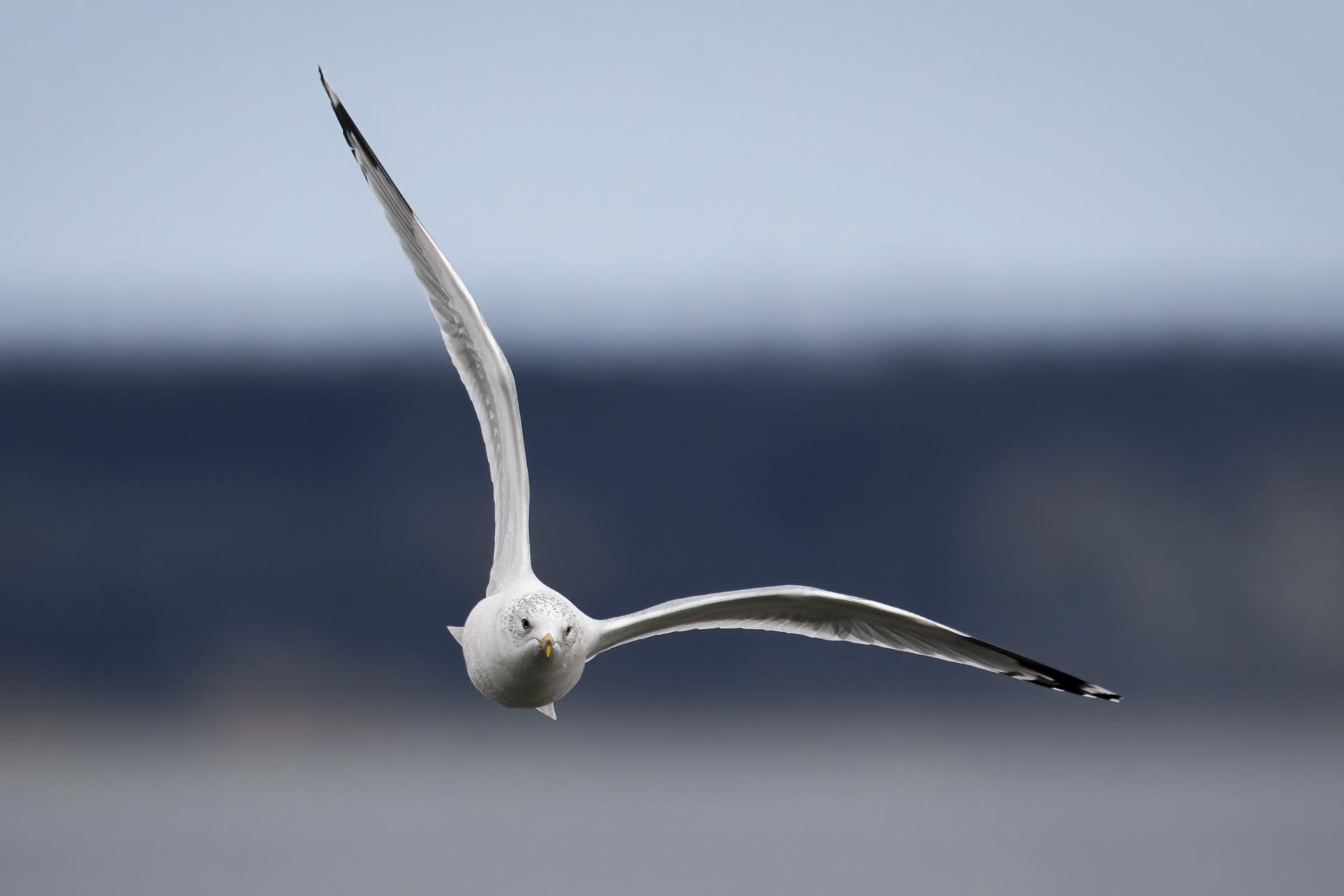 goeland-a-bec-cercle-ring-billed-gull