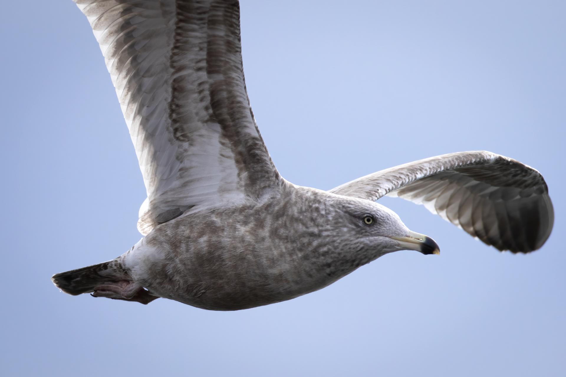 goeland-a-bec-cercle-ring-billed-gull