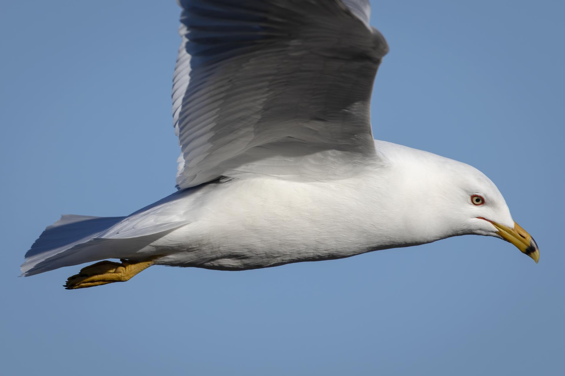 goeland-a-bec-cercle-ring-billed-gull