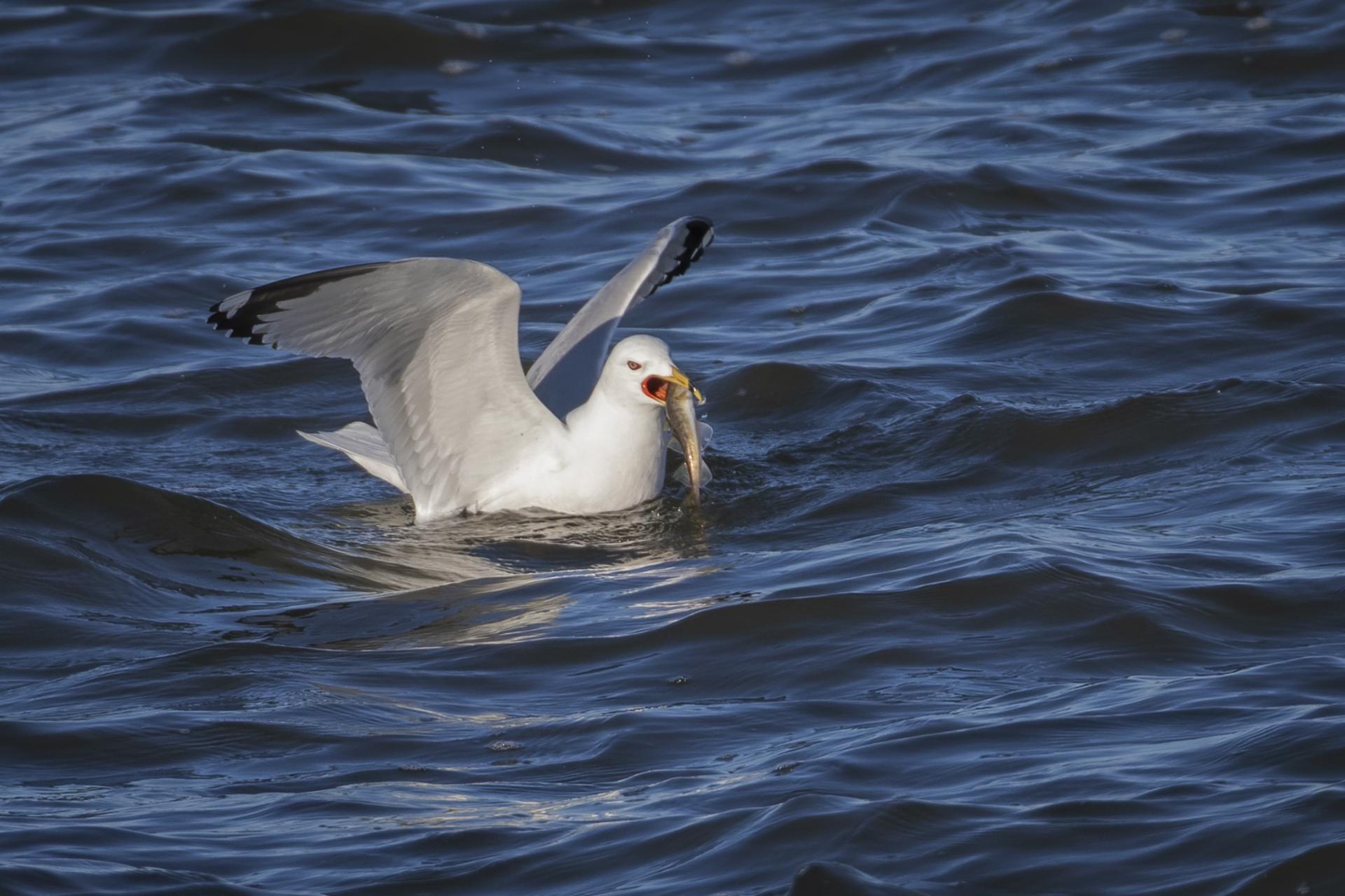 goeland-a-bec-cercle-ring-billed-gull