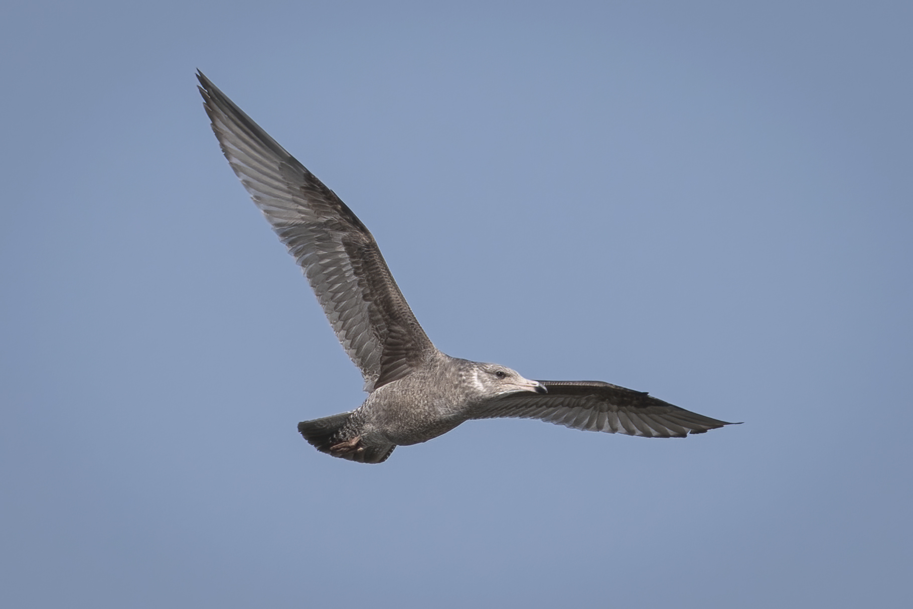 goeland-argente-herring-gull