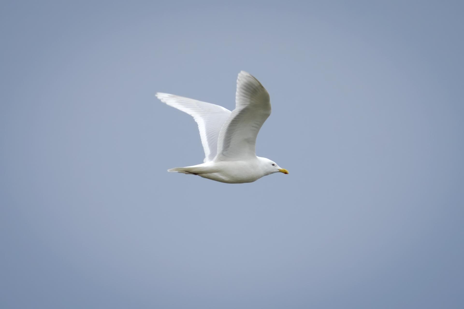 goeland-bourgmestre-glaucous-gull