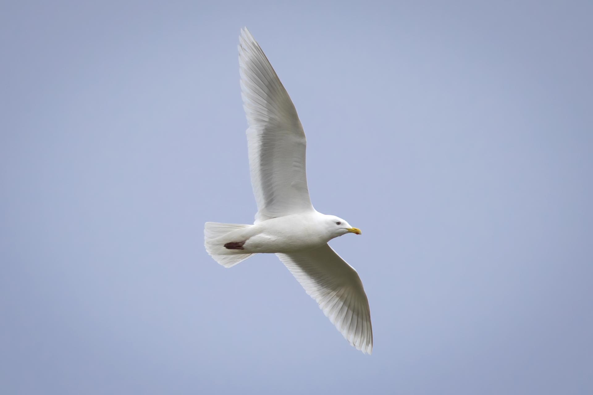 goeland-bourgmestre-glaucous-gull