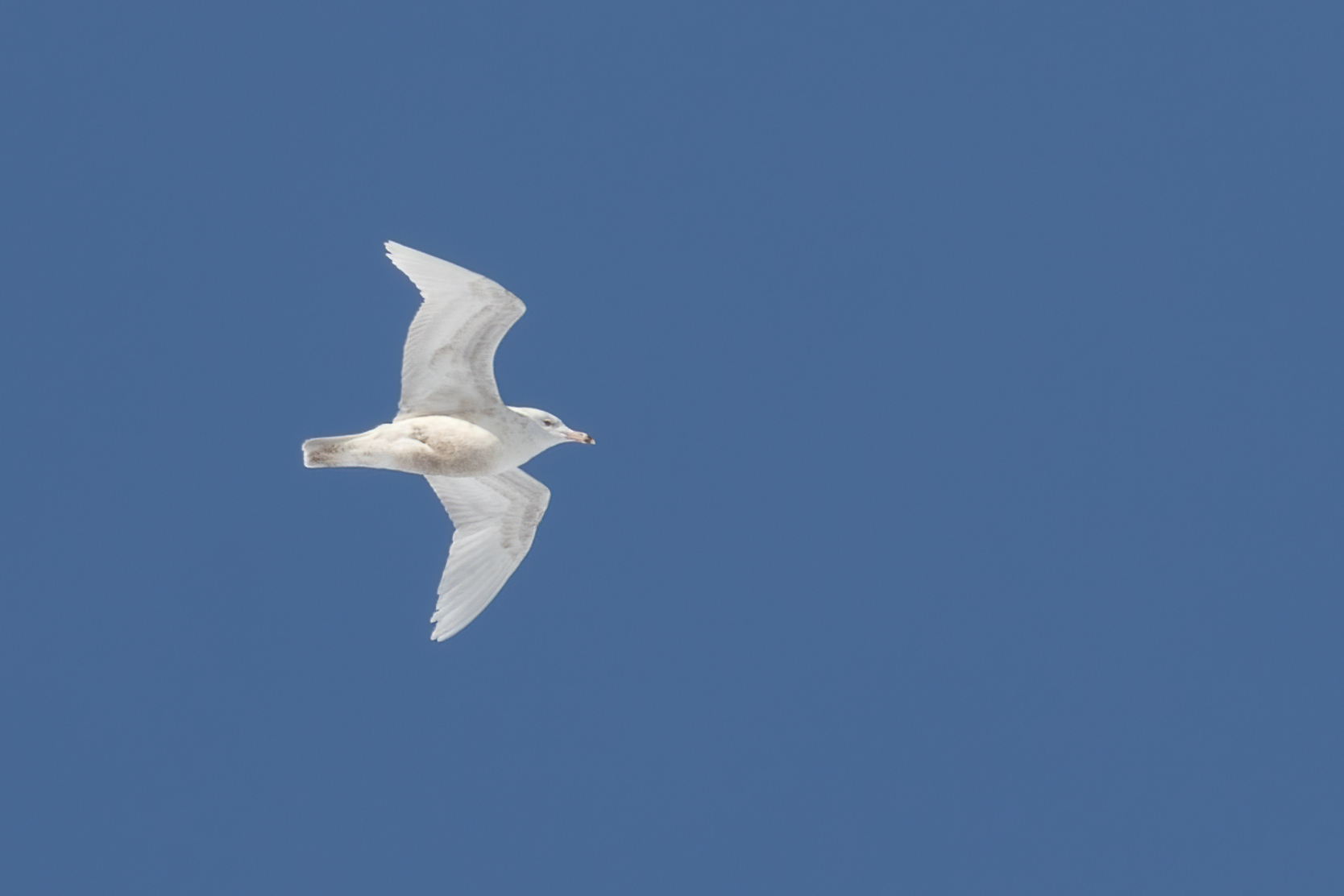 goeland-bourgmestre-glaucous-gull