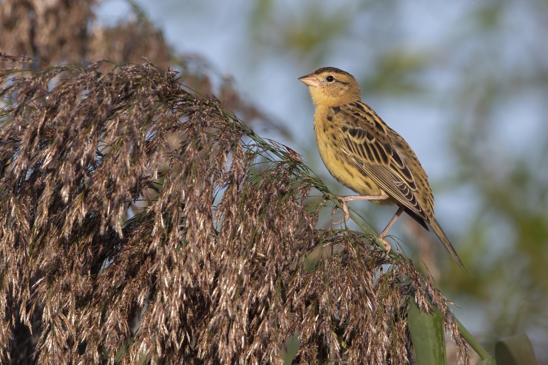 goglu-des-pres-bobolink