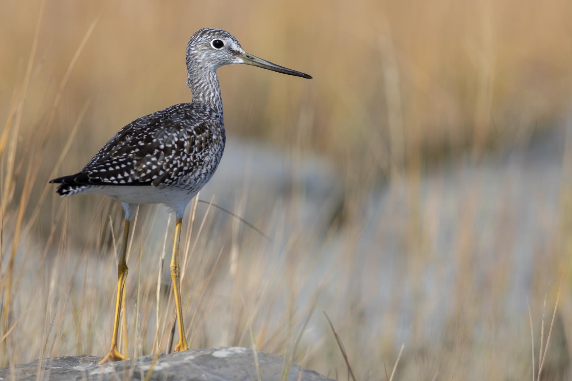 grand-chevalier-greater-yellowlegs