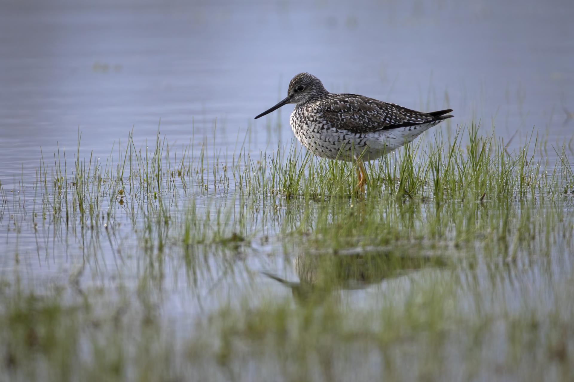 grand-chevalier-greater-yellowlegs