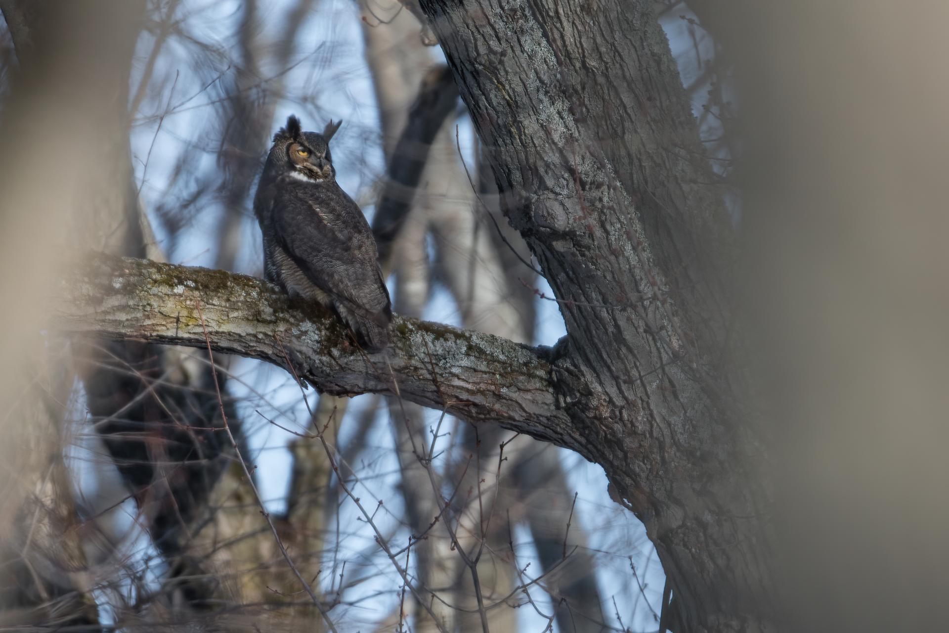 grand-duc-d-amerique-great-horned-owl
