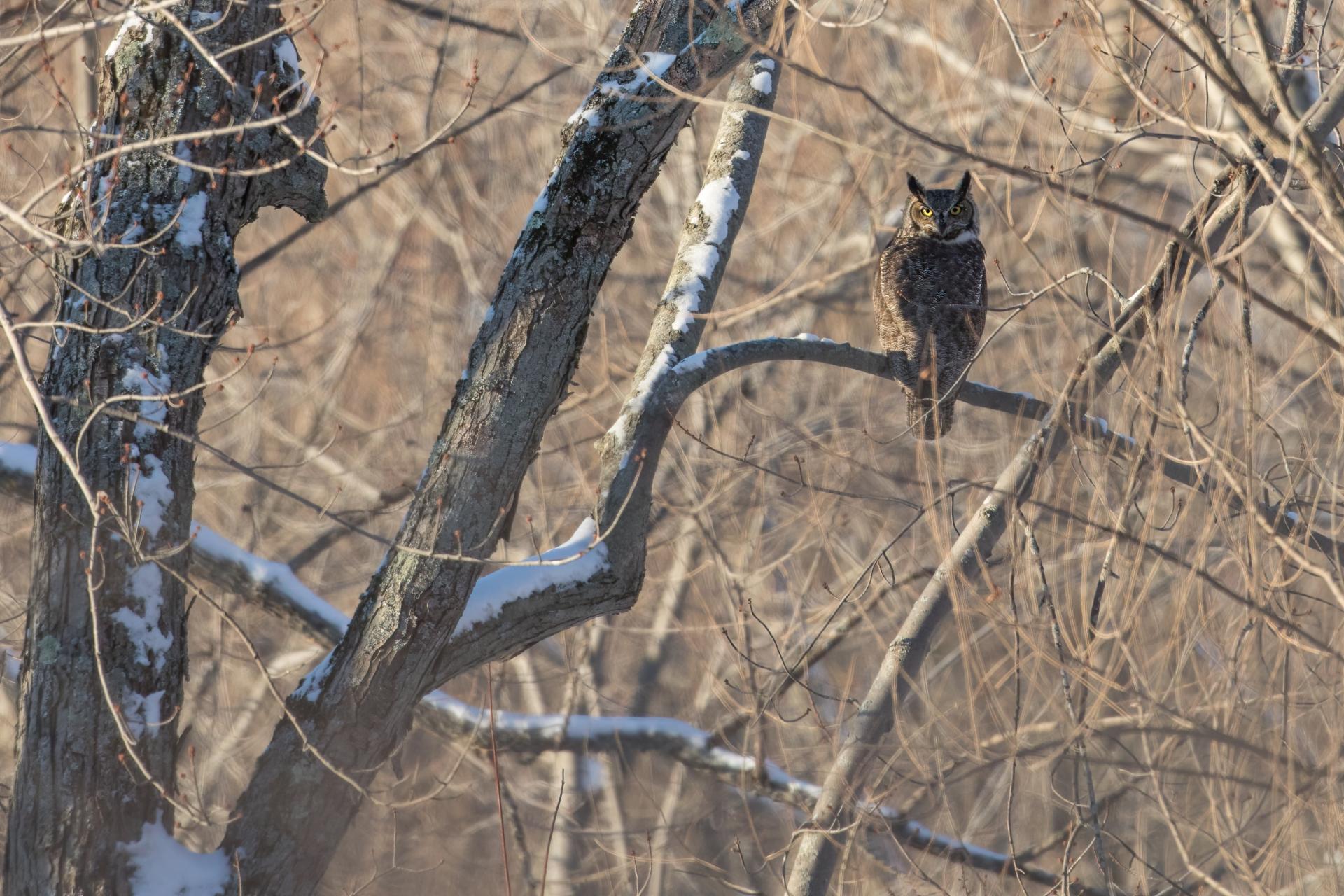 grand-duc-d-amerique-great-horned-owl