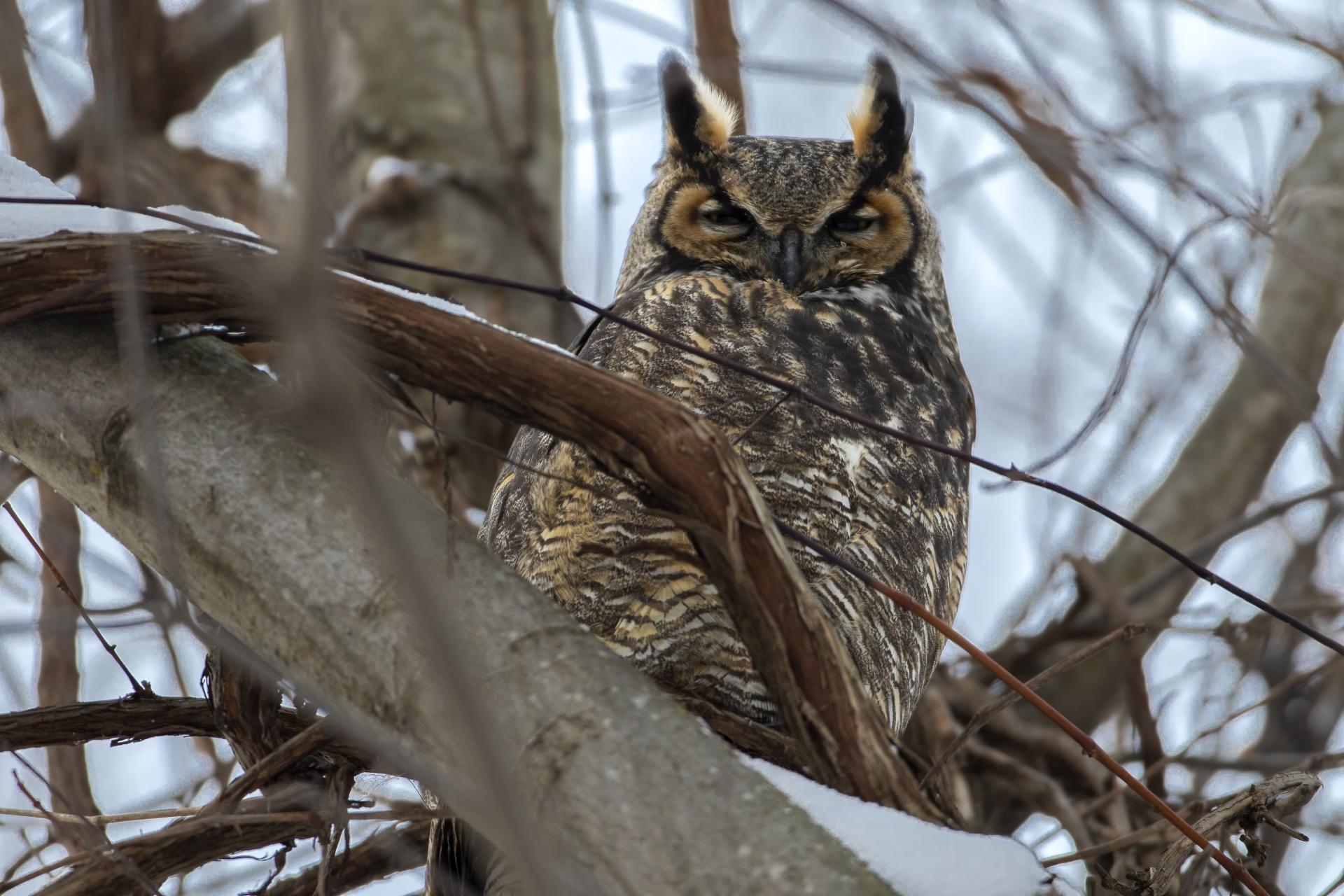 grand-duc-d-amerique-great-horned-owl