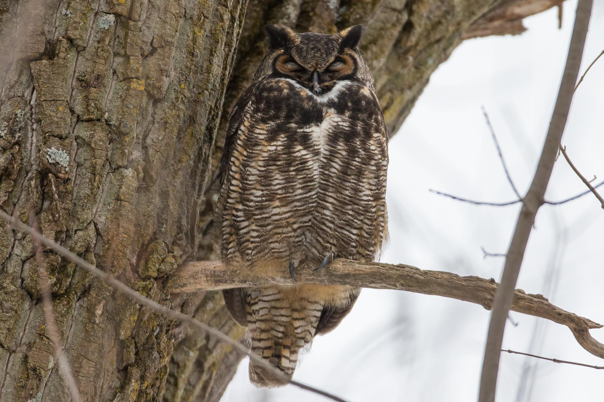 grand-duc-d-amerique-great-horned-owl