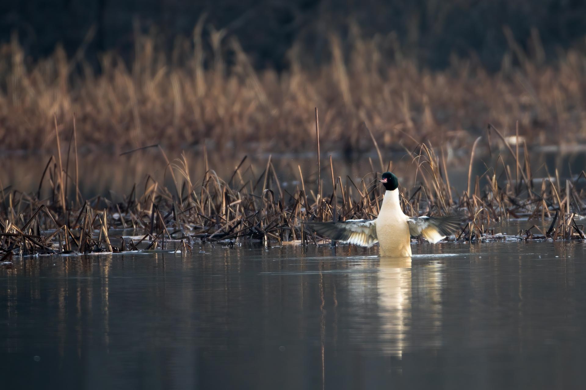 grand-harle-common-merganser