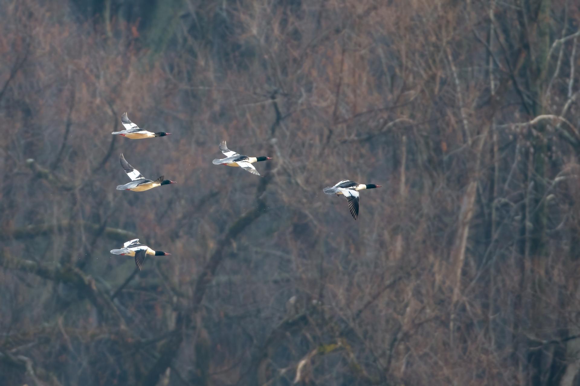 grand-harle-common-merganser