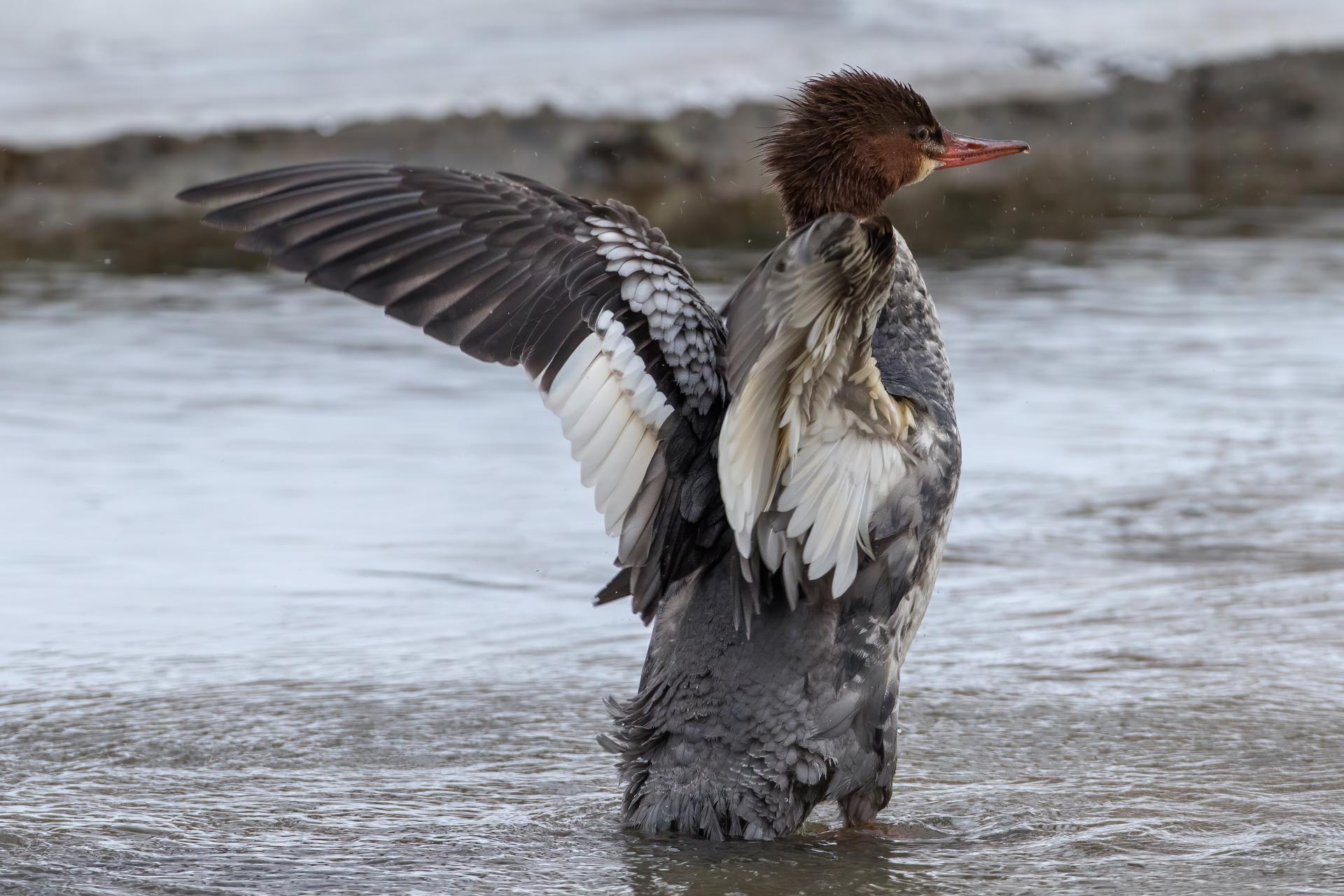 grand-harle-common-merganser