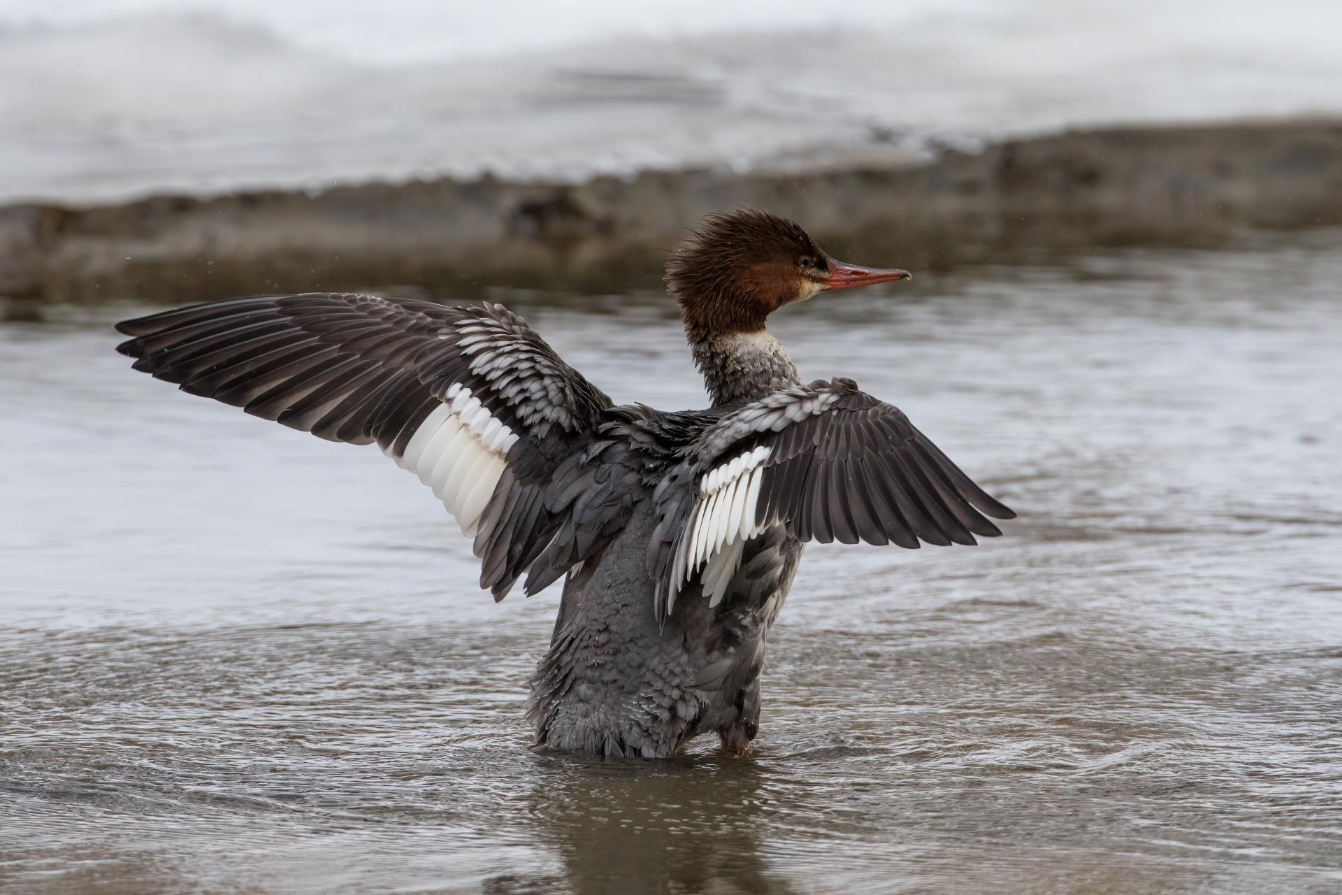 grand-harle-common-merganser