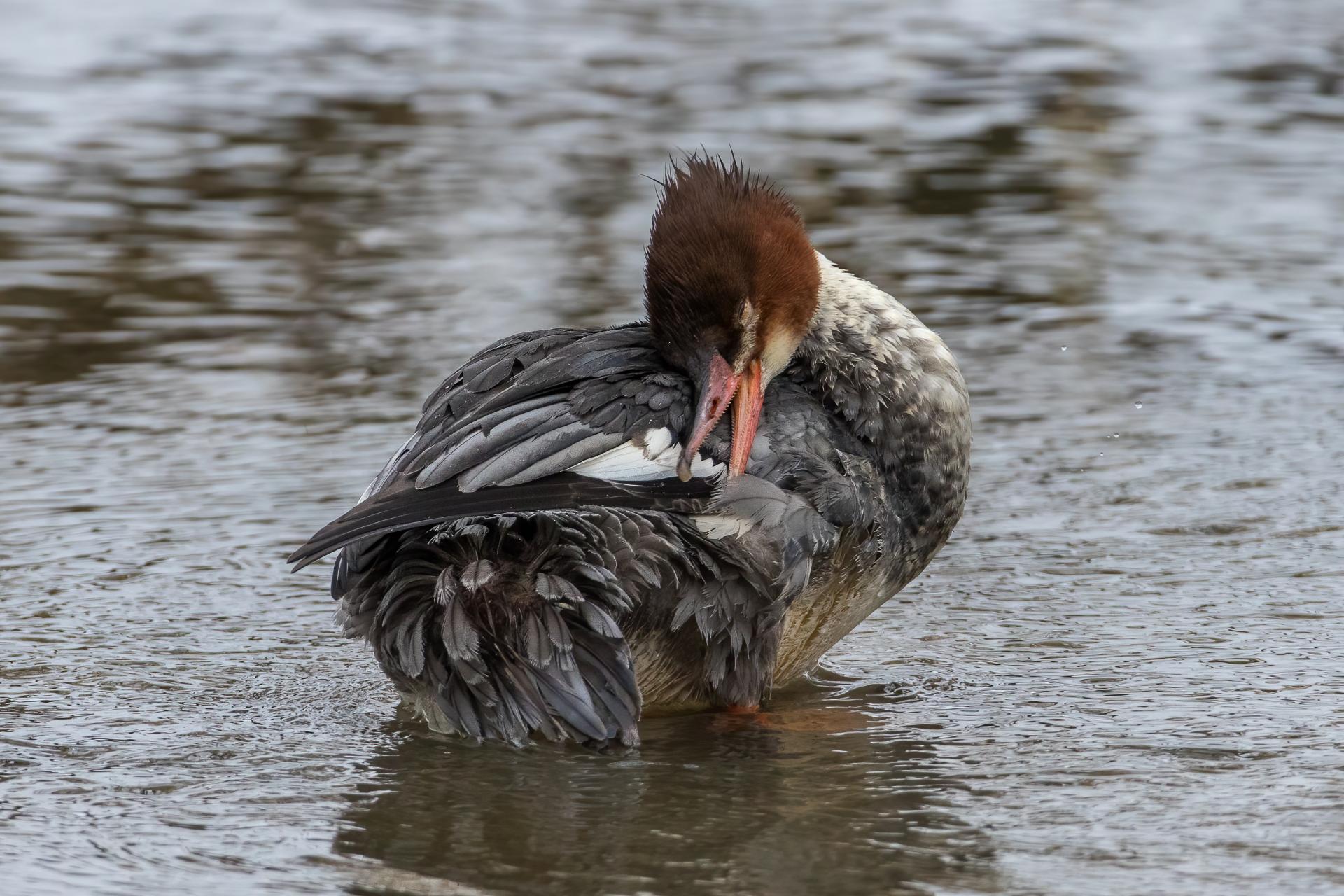grand-harle-common-merganser