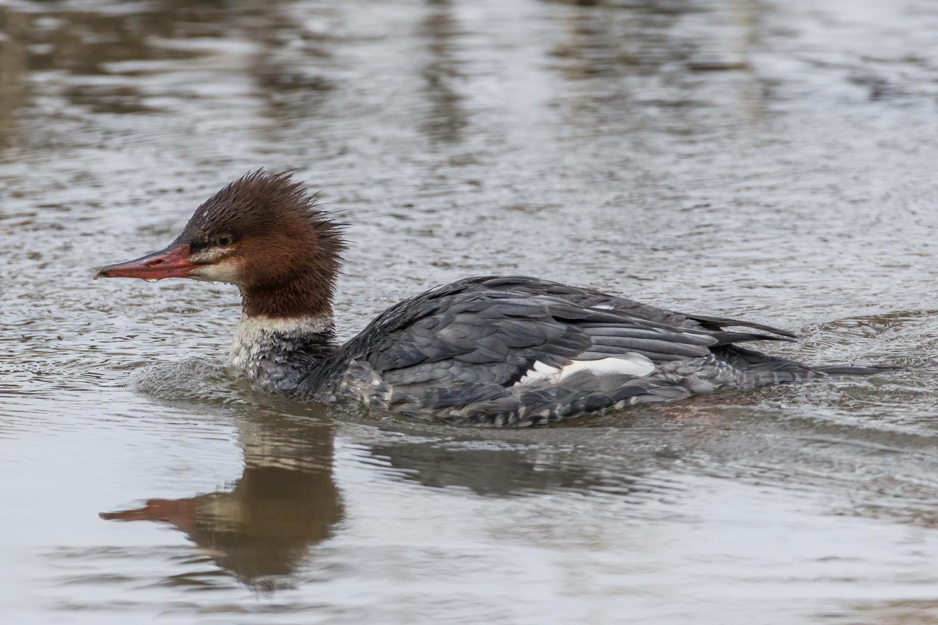 grand-harle-common-merganser