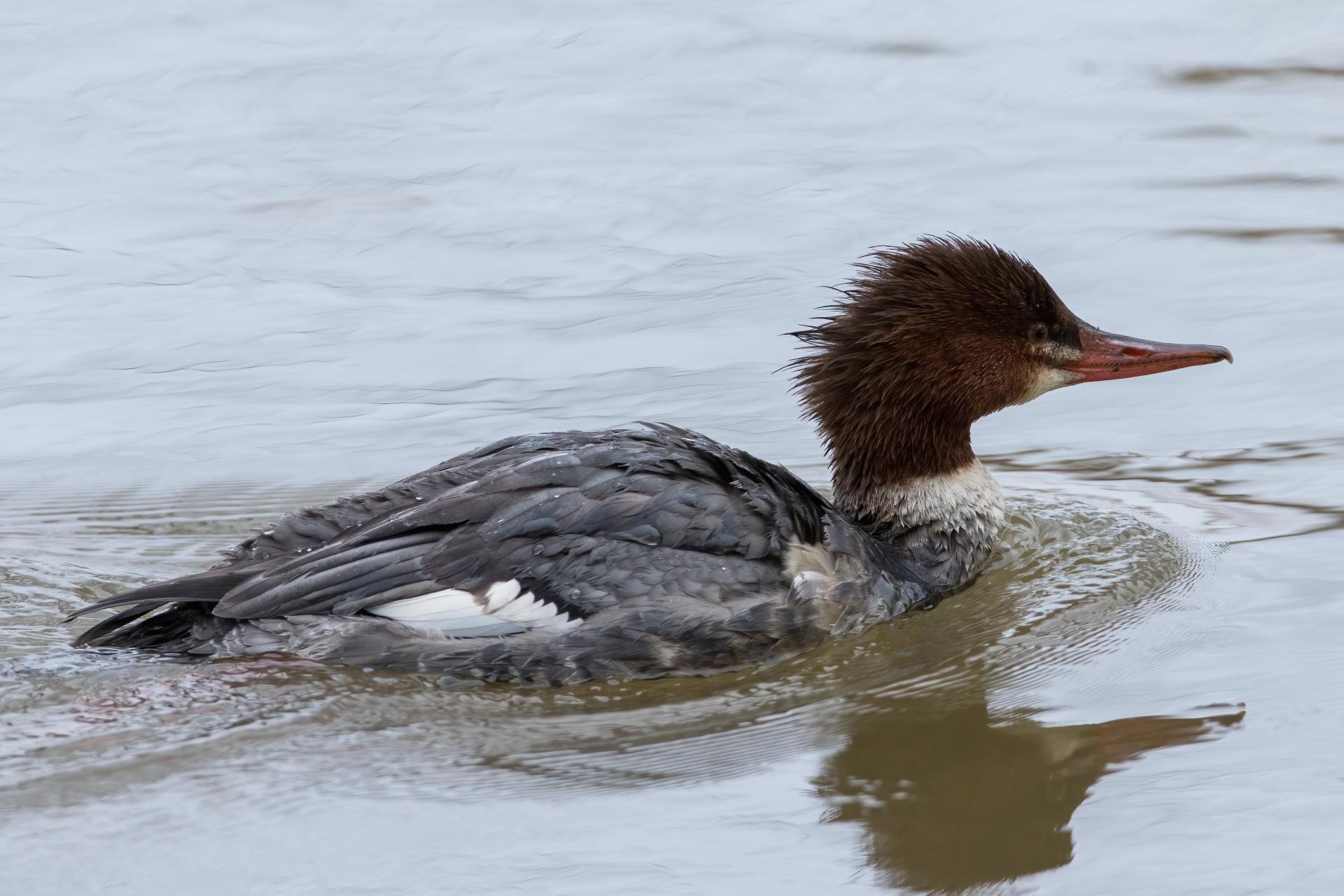 grand-harle-common-merganser