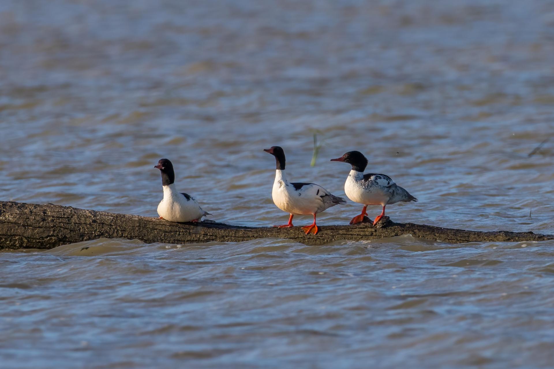 grand-harle-common-merganser