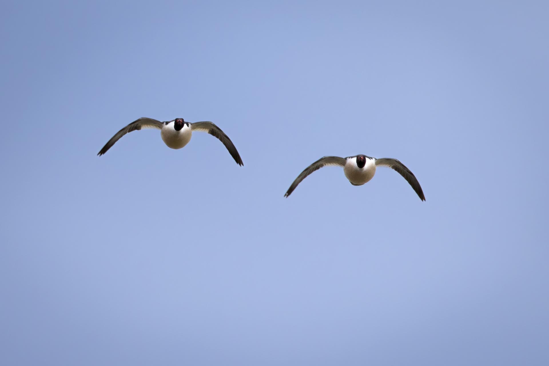 grand-harle-common-merganser