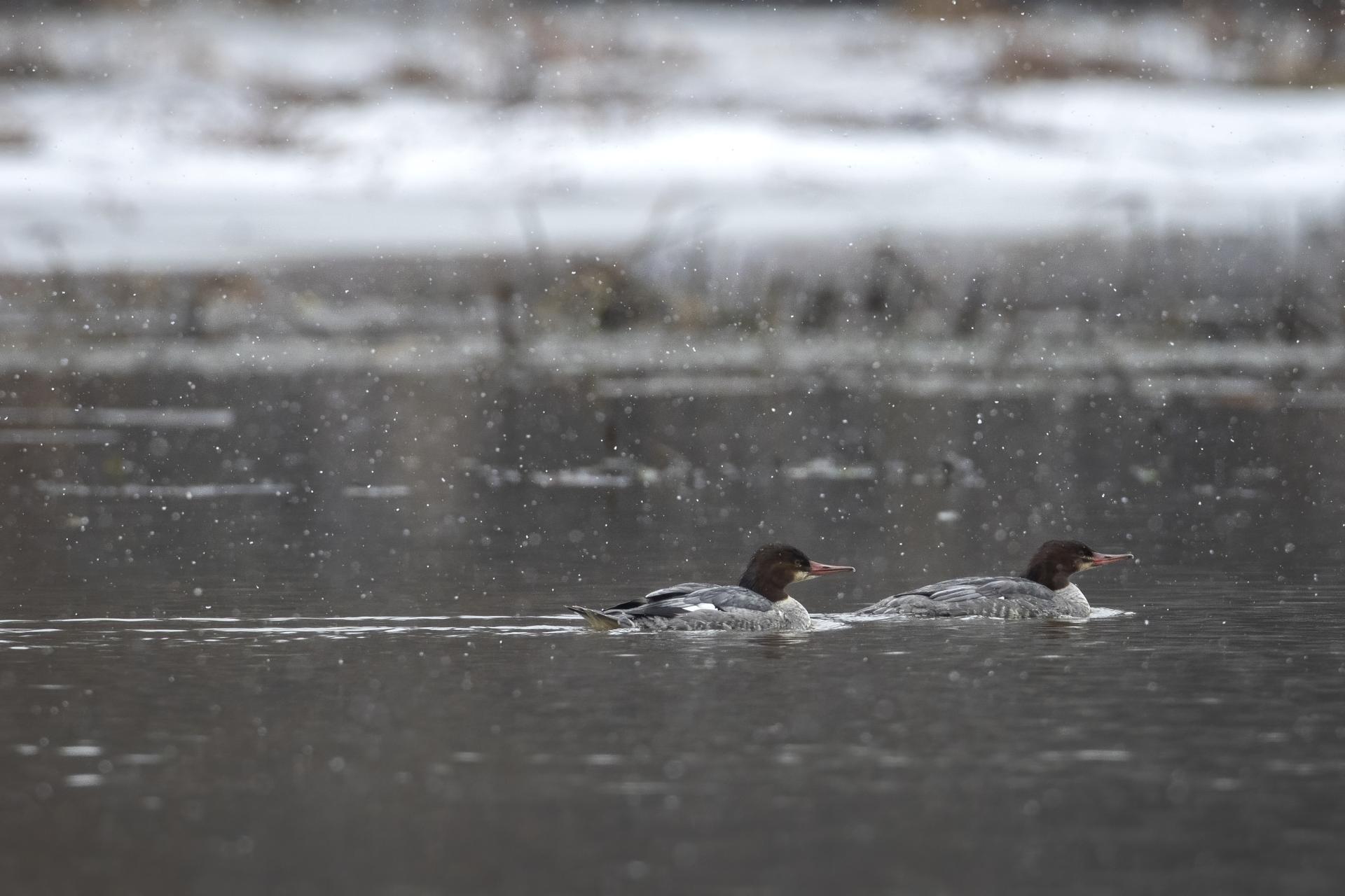 grand-harle-common-merganser