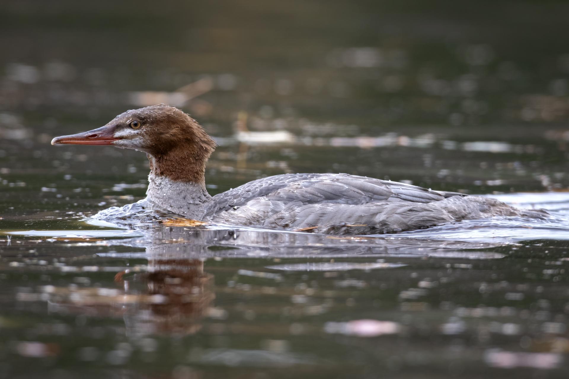 grand-harle-common-merganser
