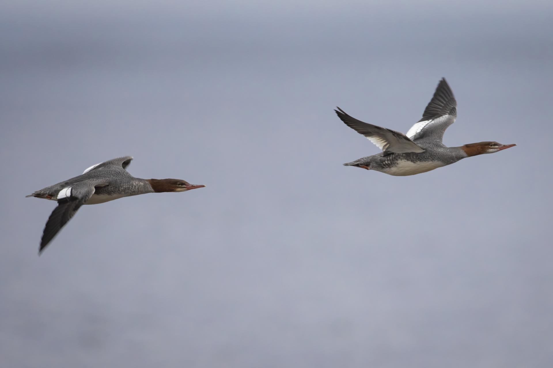 grand-harle-common-merganser