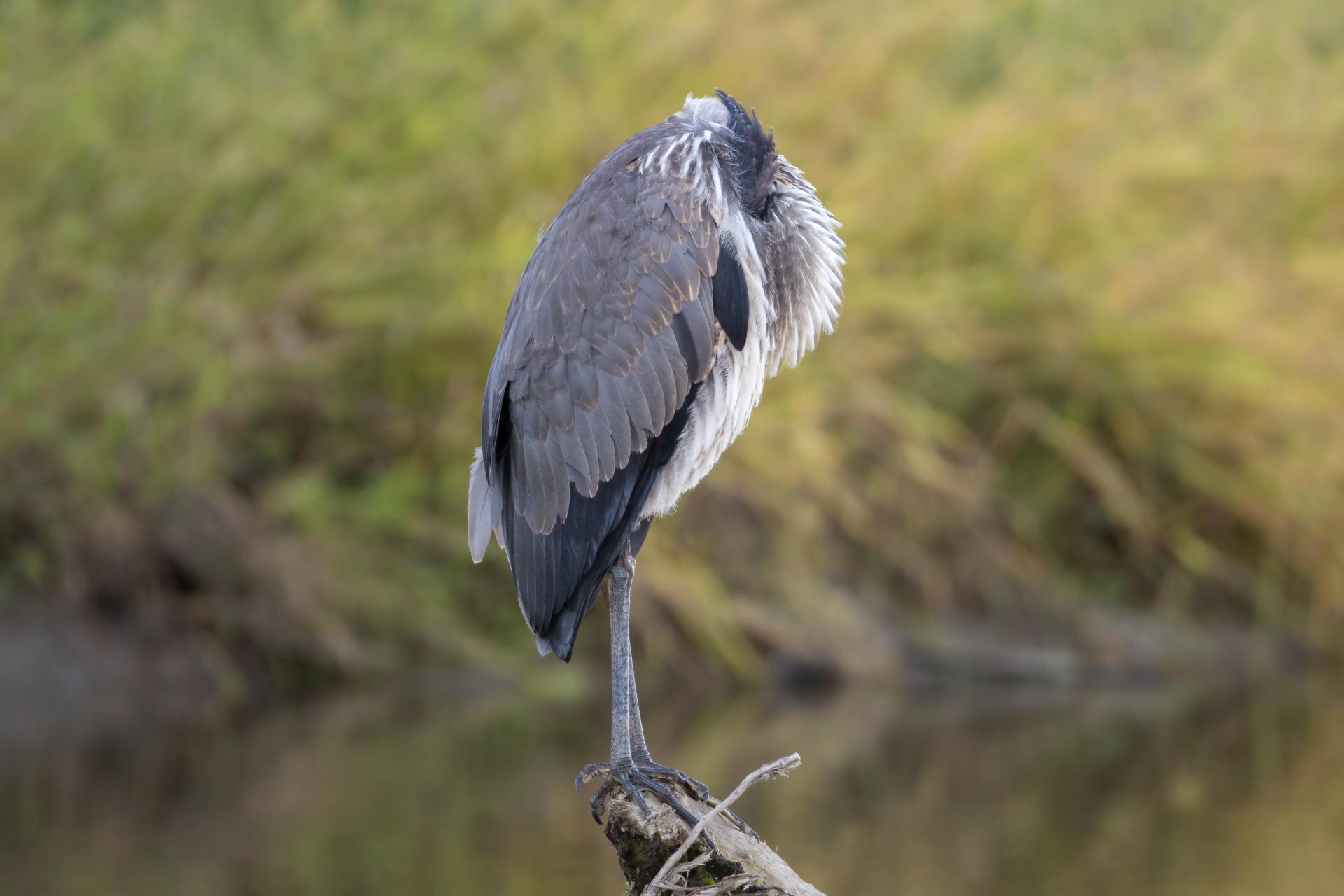 grand-heron-great-blue-heron