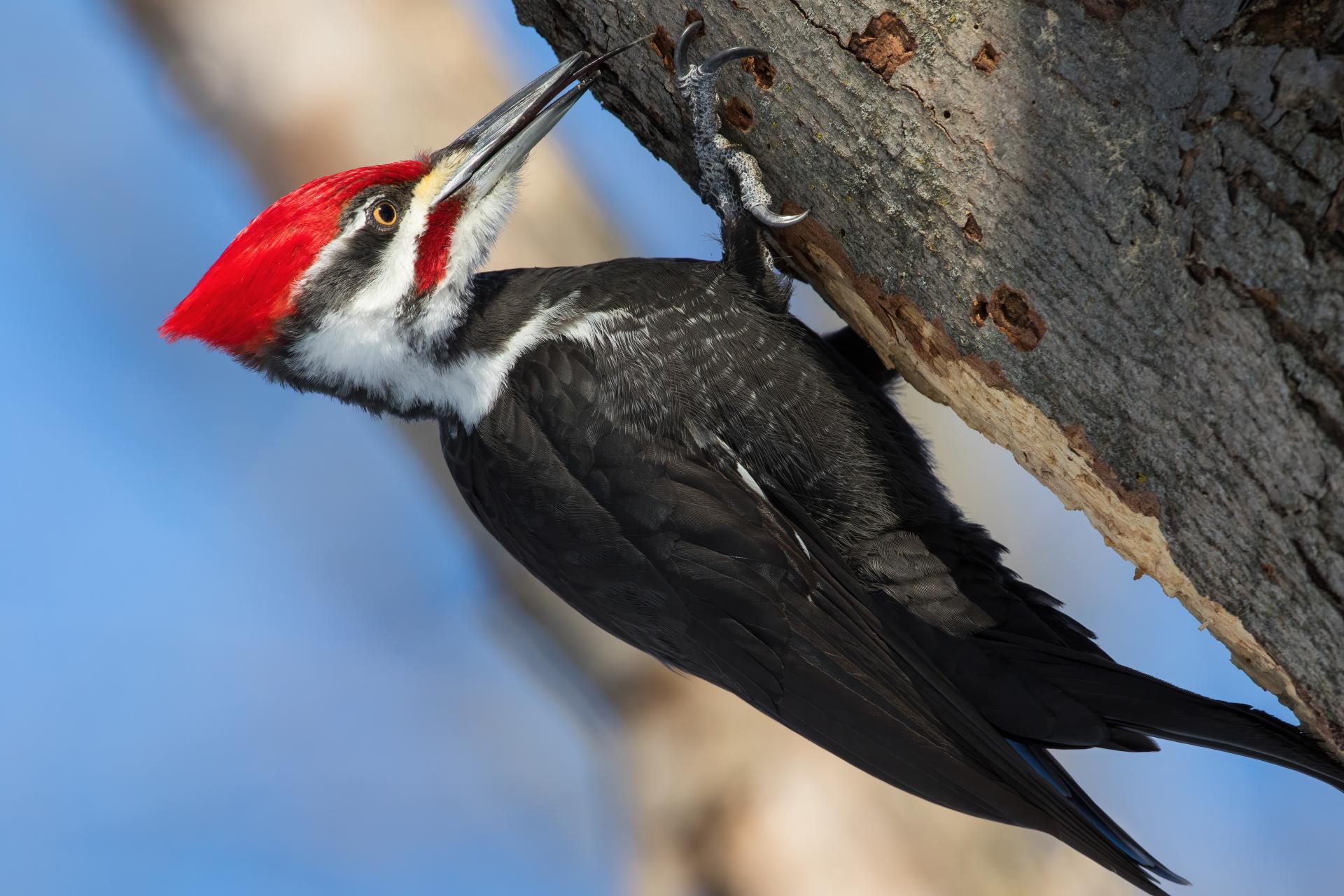 grand-pic-pileated-woodpecker