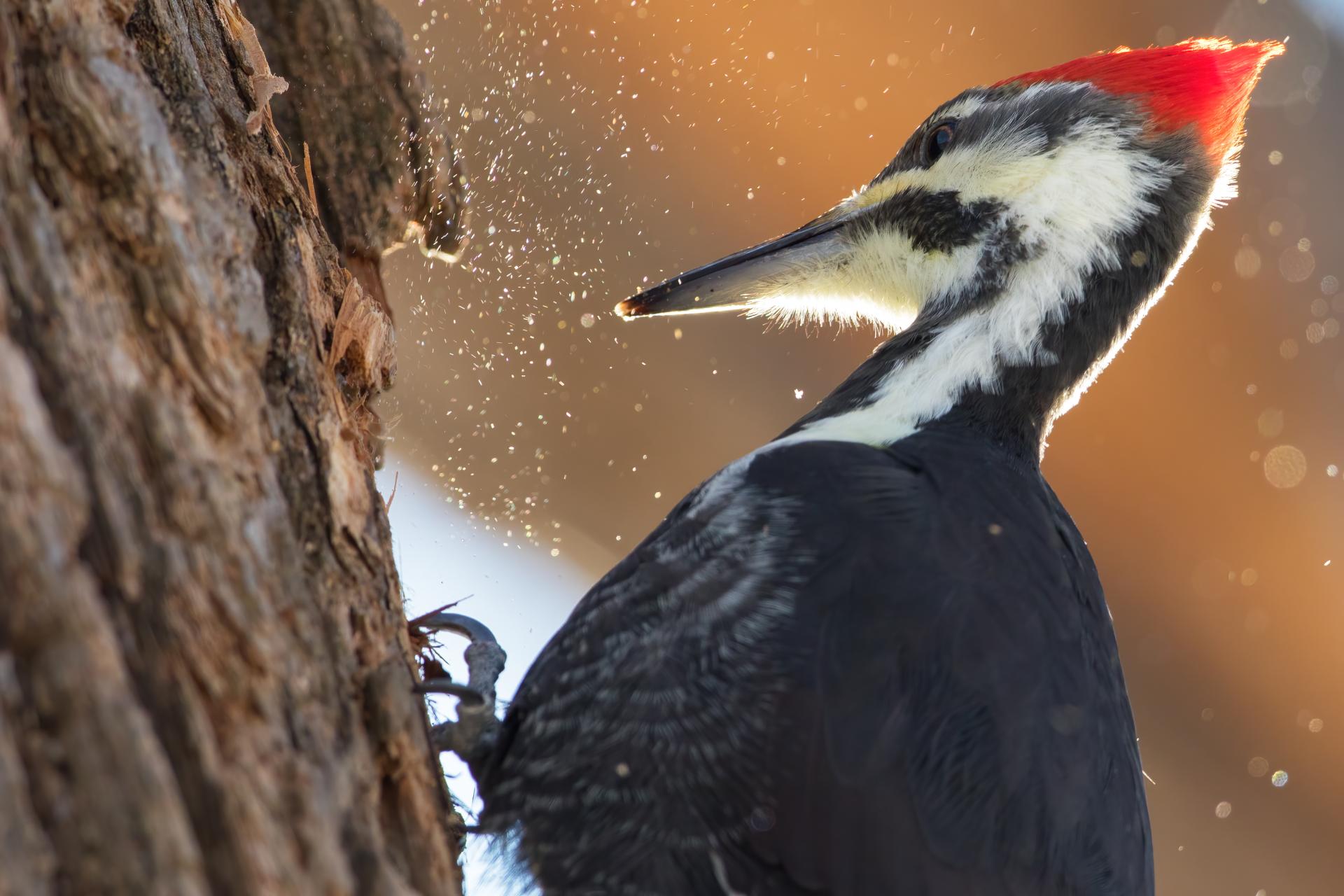 grand-pic-pileated-woodpecker
