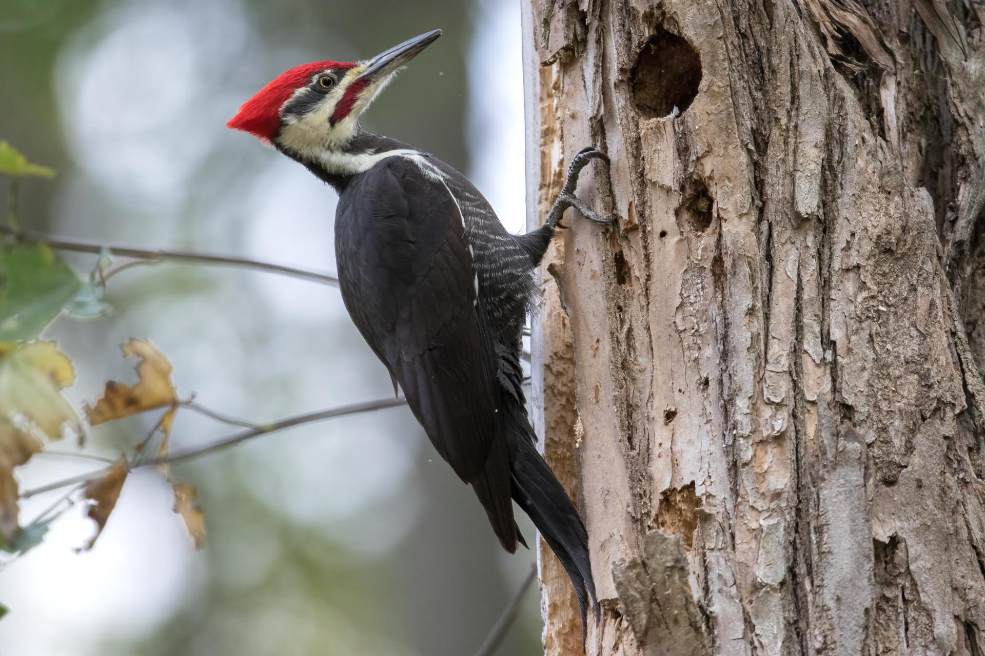 grand-pic-pileated-woodpecker