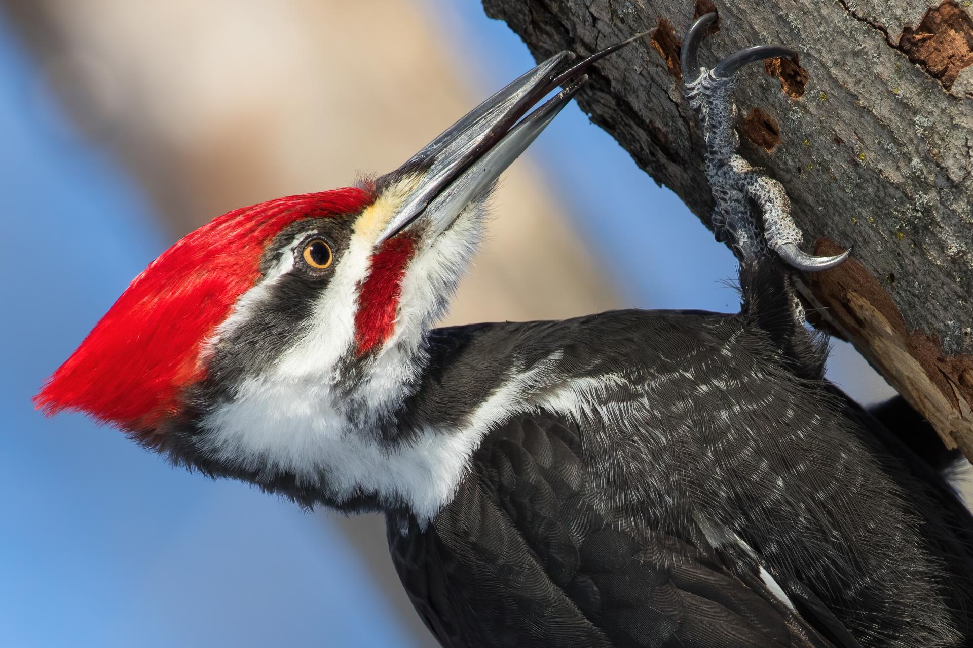 grand-pic-pileated-woodpecker