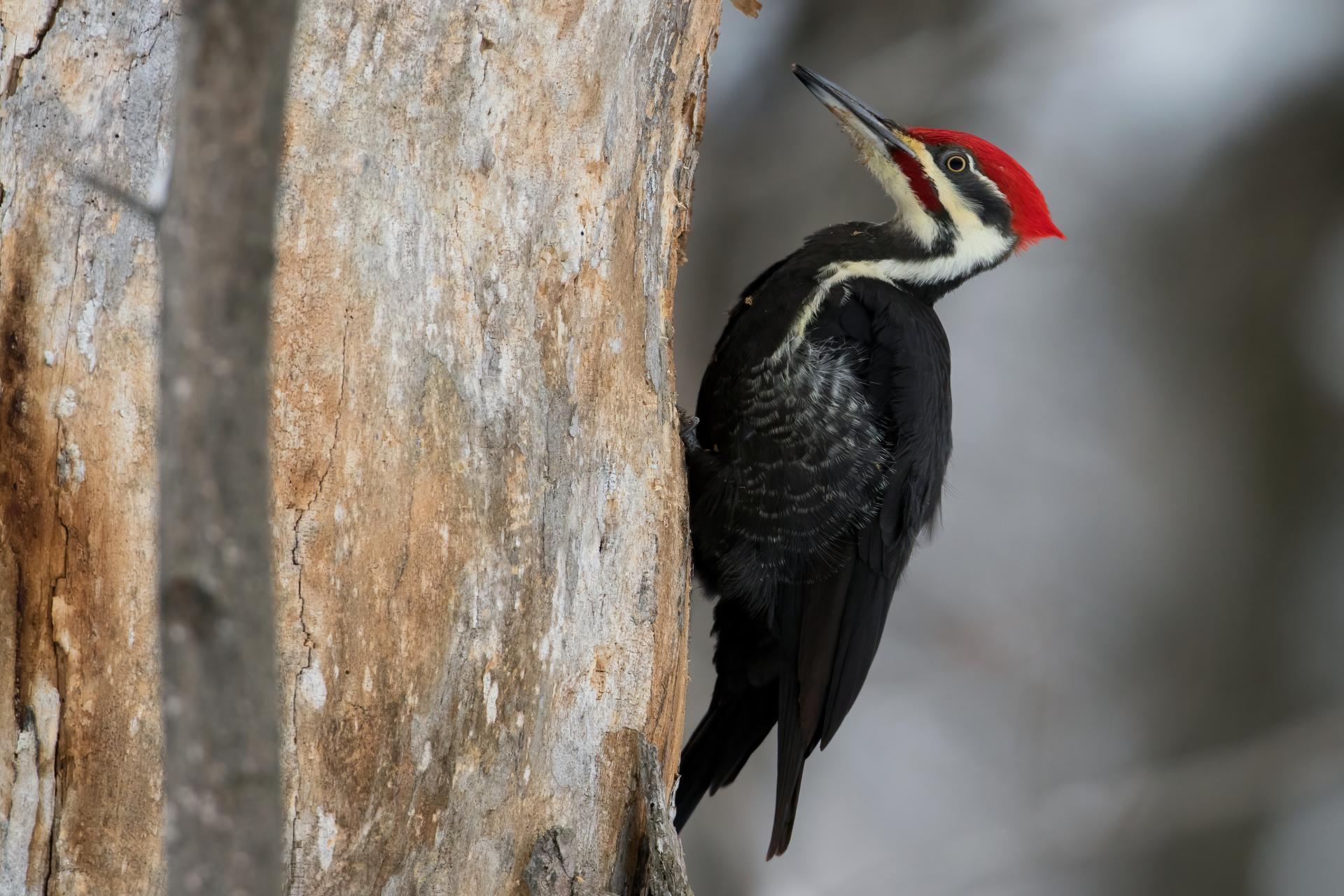 grand-pic-pileated-woodpecker