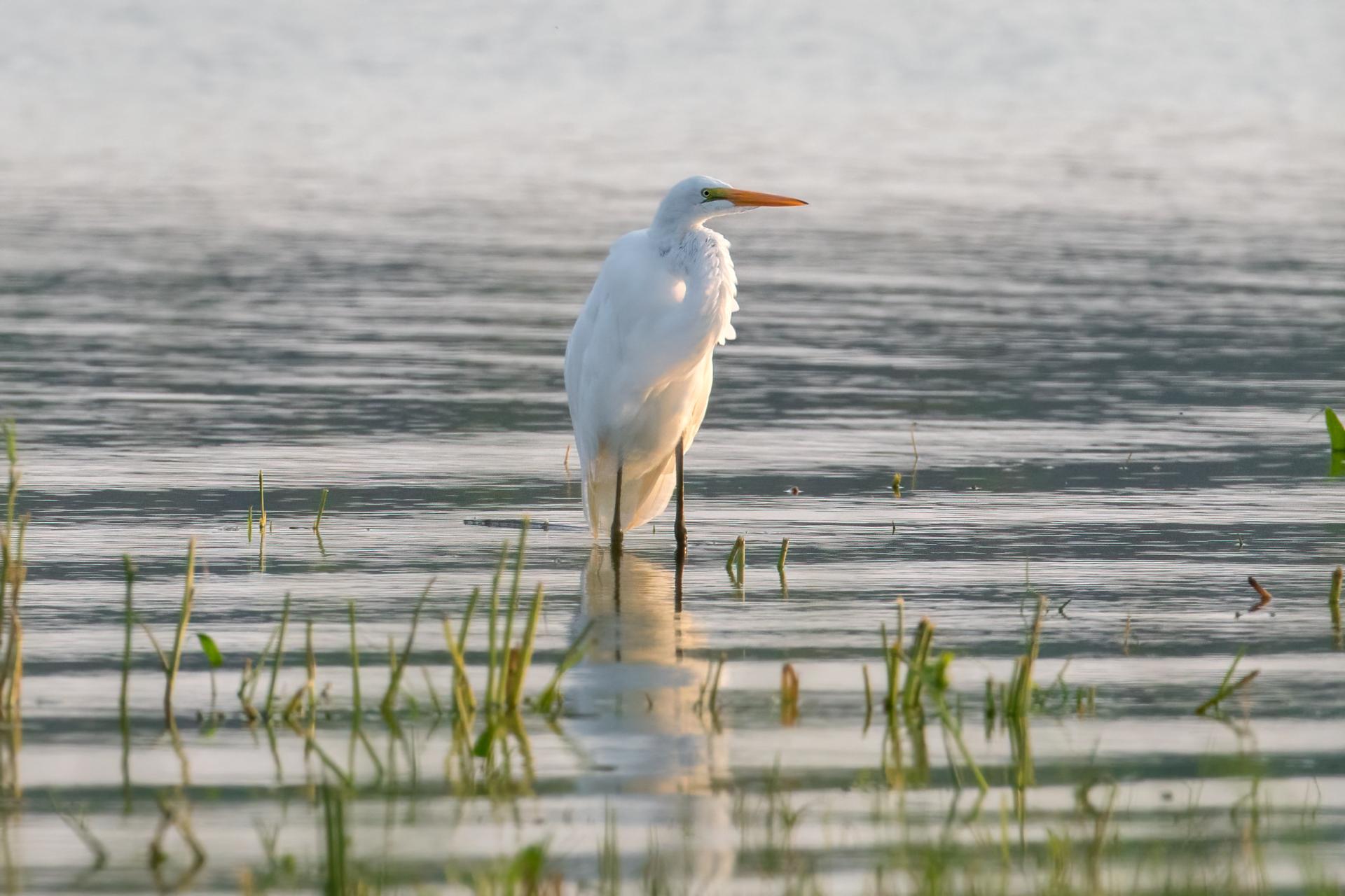 grande-aigrette-great-egret