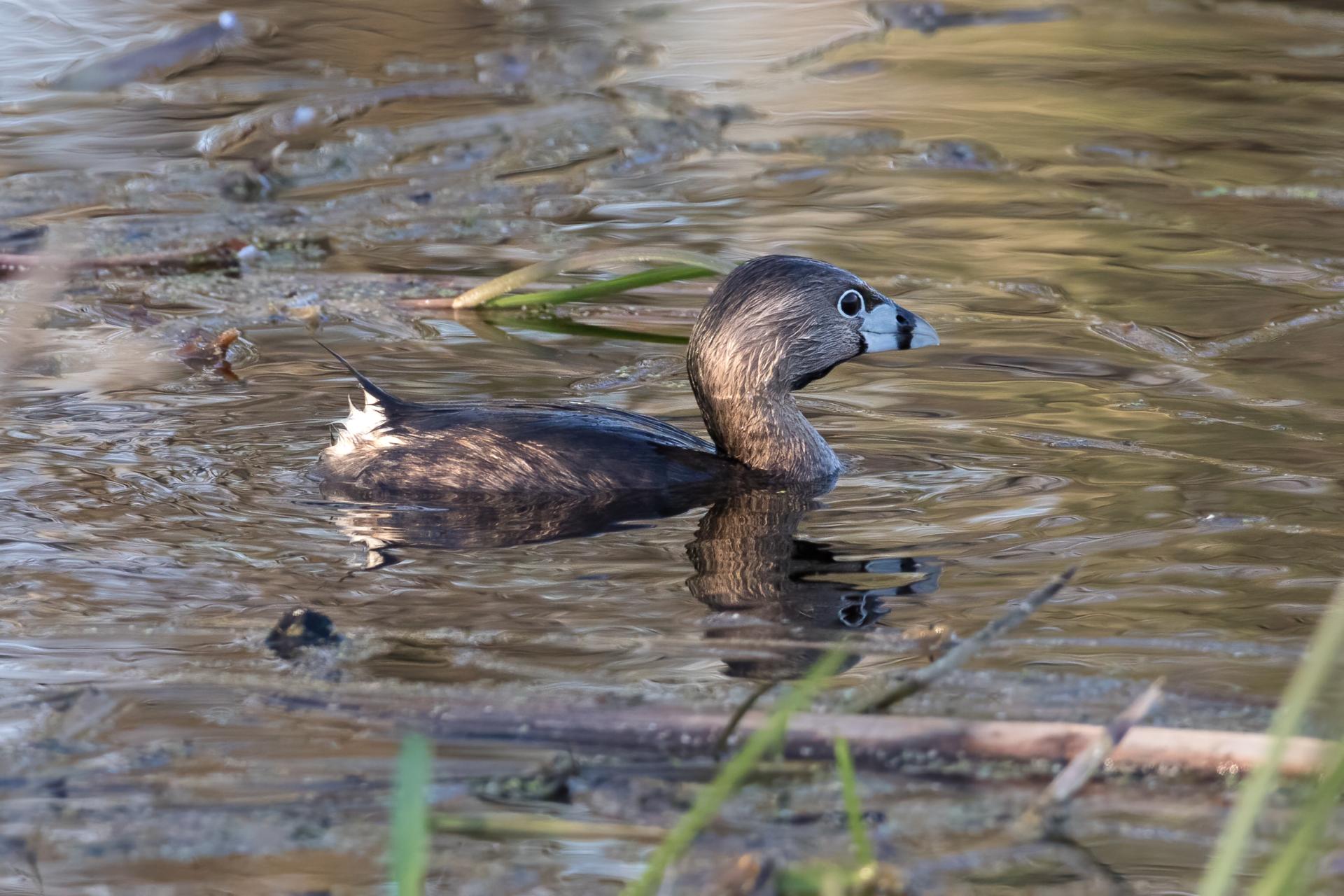 grebe-a-bec-bigarre-pied-billed-grebe