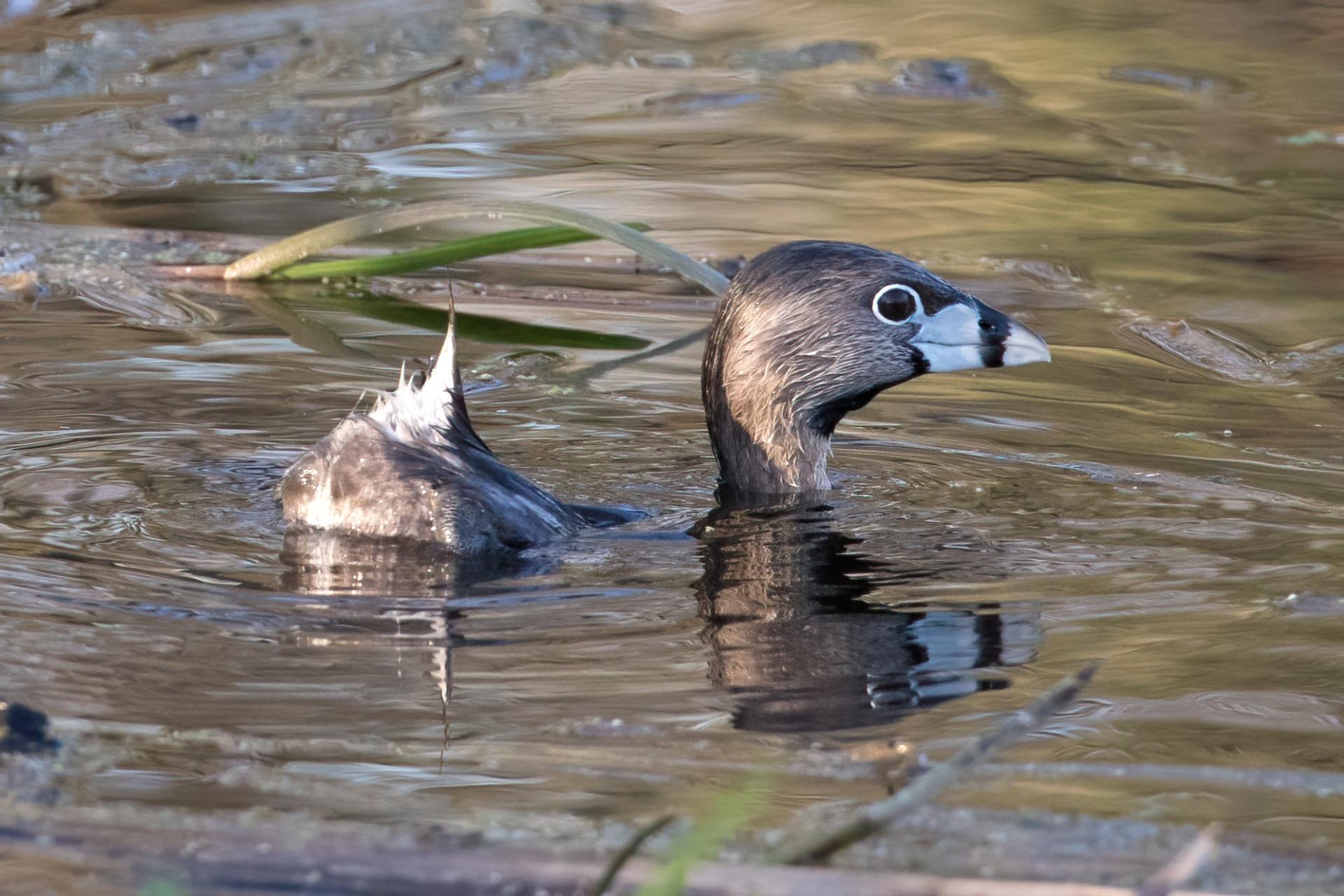 grebe-a-bec-bigarre-pied-billed-grebe