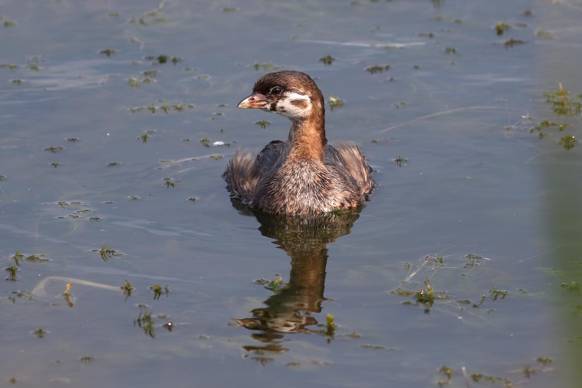 grebe-a-bec-bigarre-pied-billed-grebe