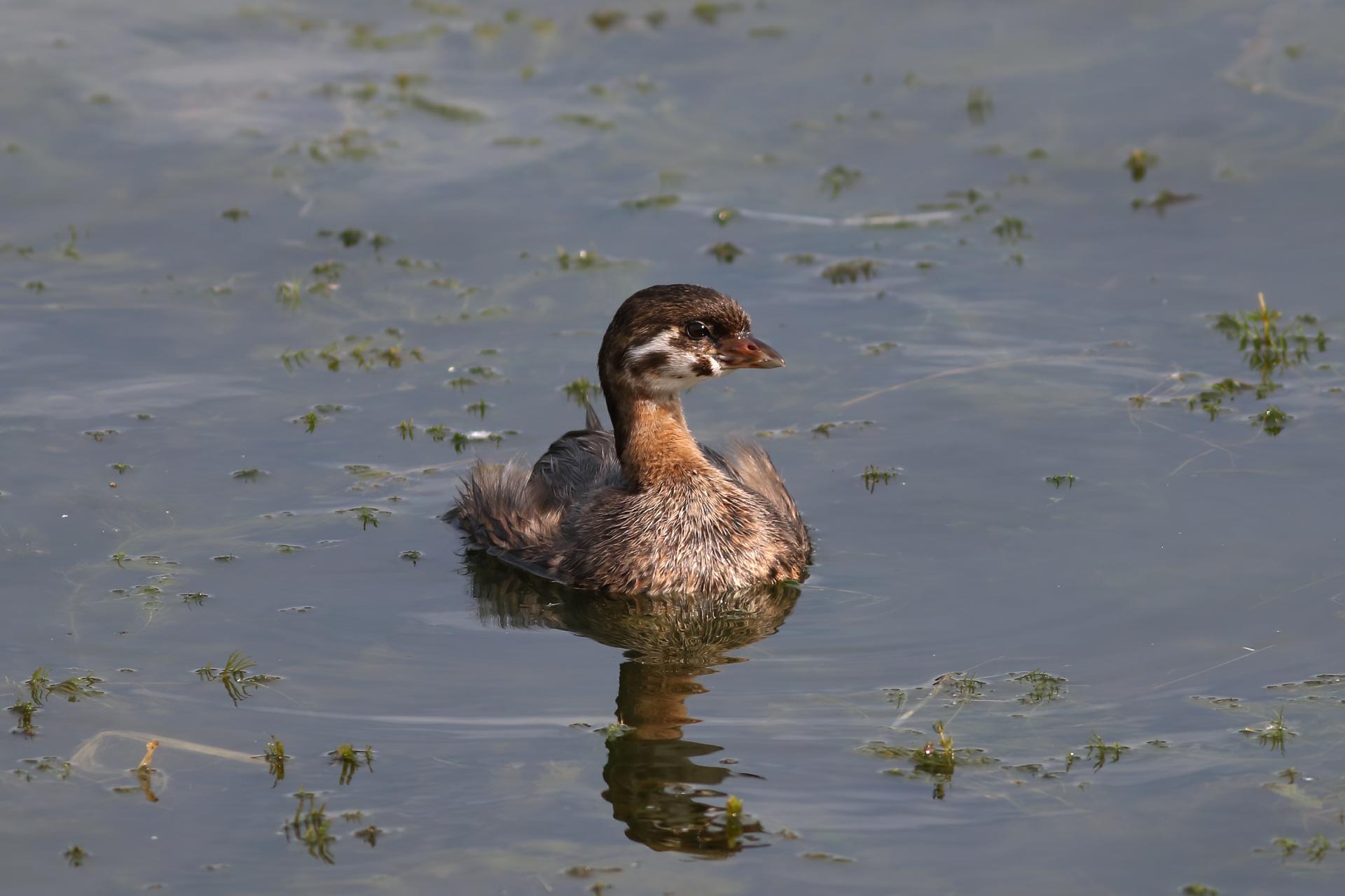 grebe-a-bec-bigarre-pied-billed-grebe