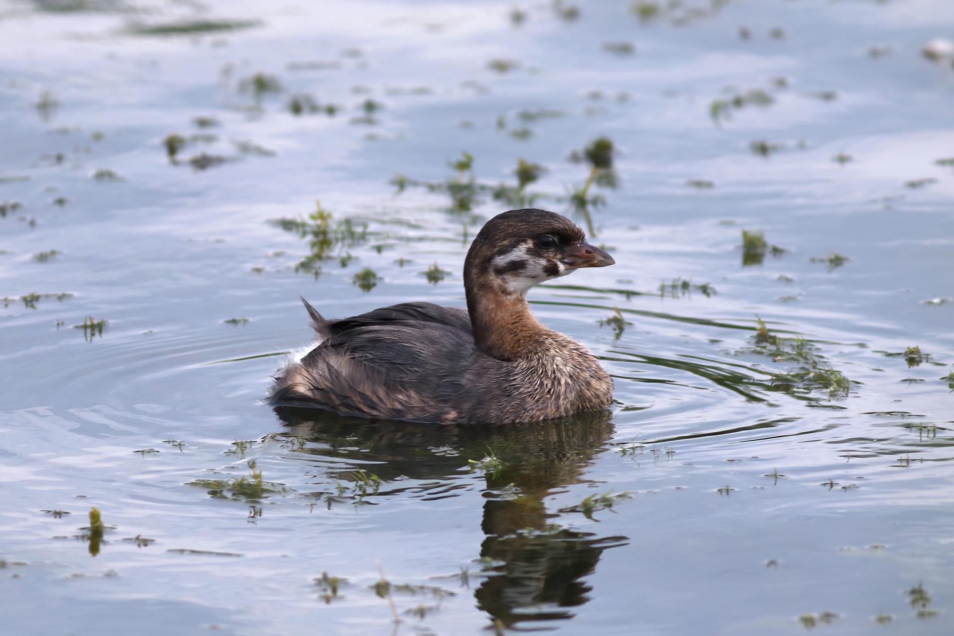 grebe-a-bec-bigarre-pied-billed-grebe
