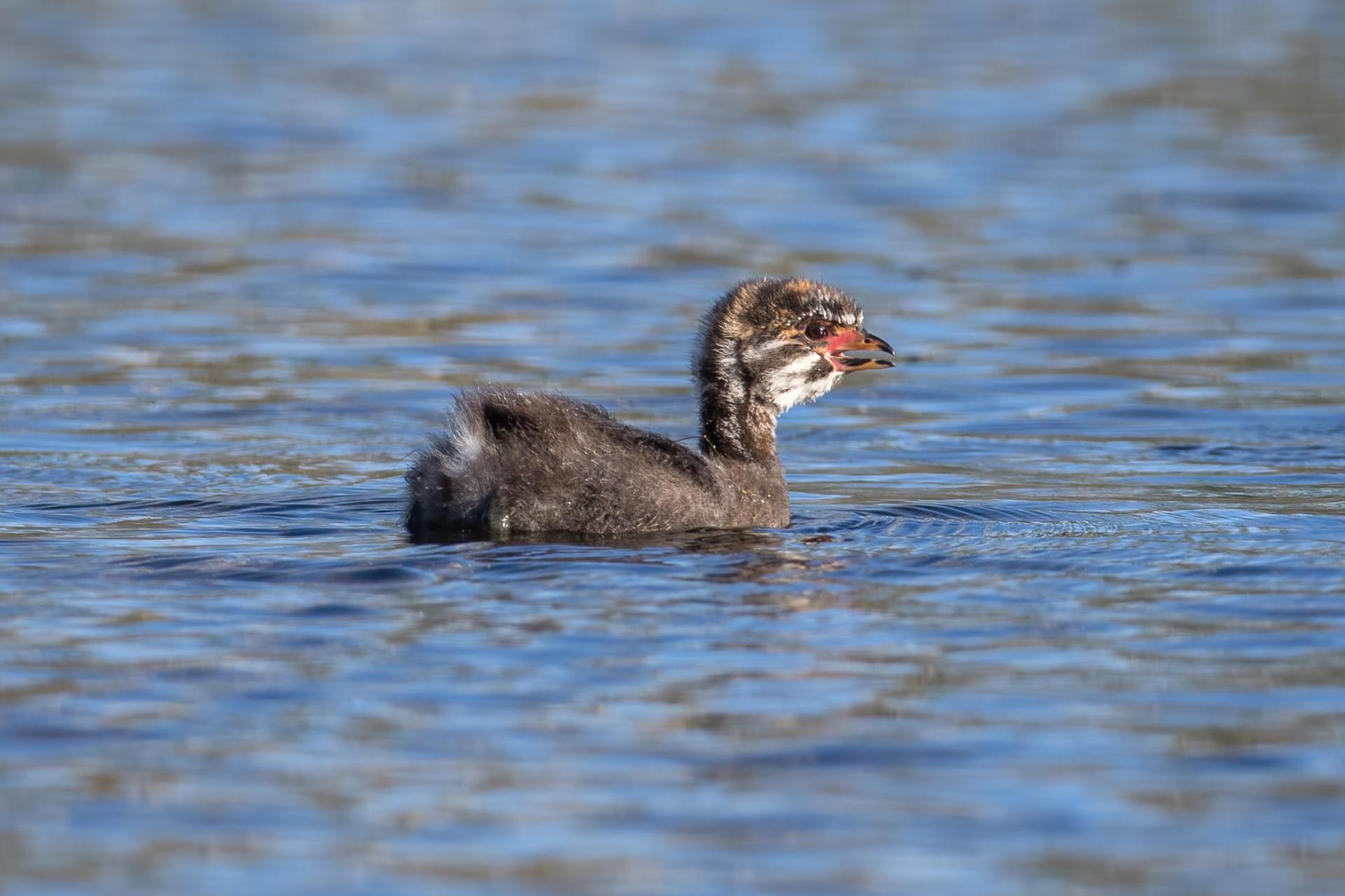 grebe-a-bec-bigarre-pied-billed-grebe