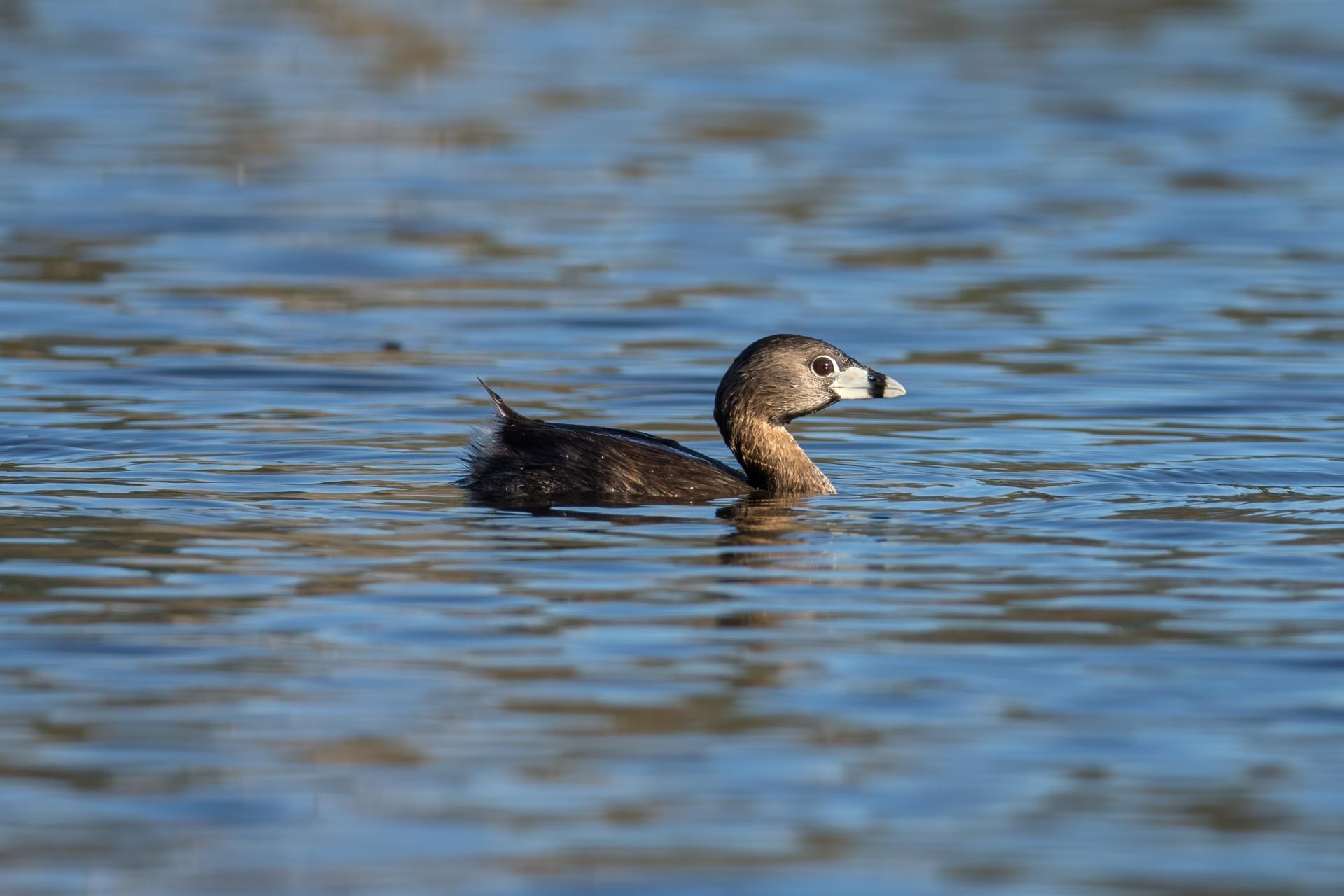 grebe-a-bec-bigarre-pied-billed-grebe