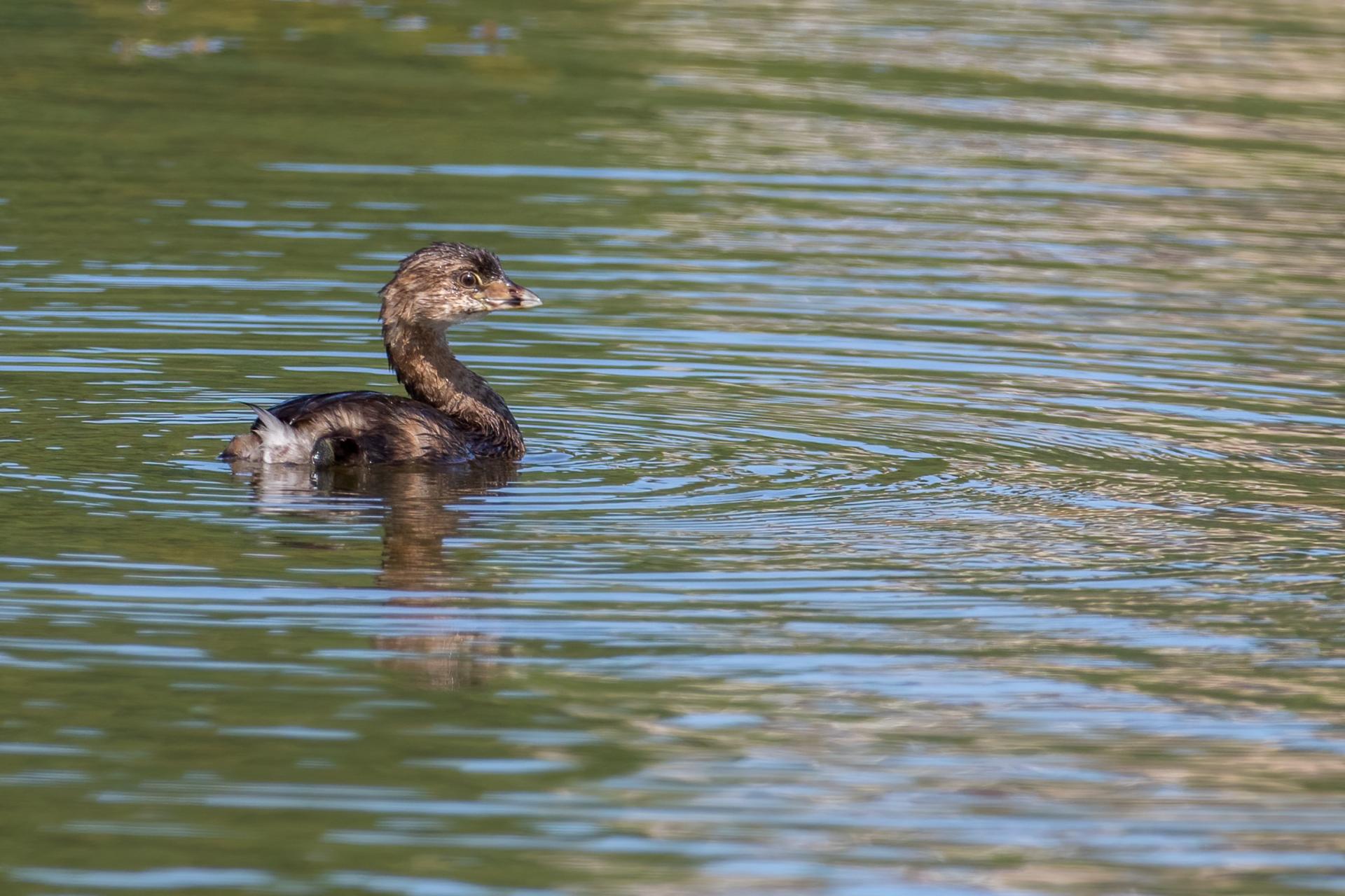 grebe-a-bec-bigarre-pied-billed-grebe