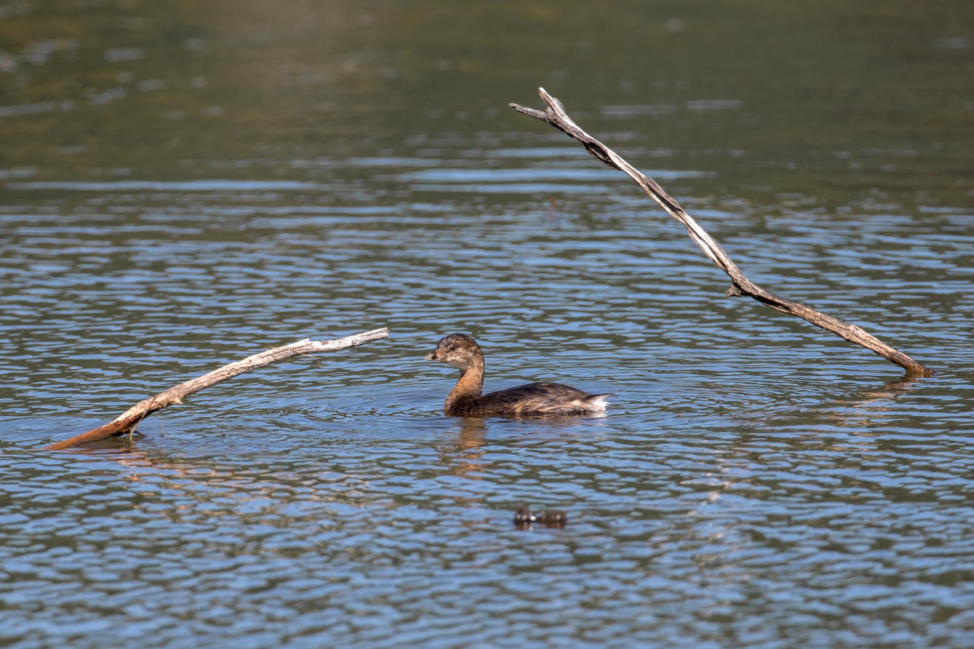 grebe-a-bec-bigarre-pied-billed-grebe