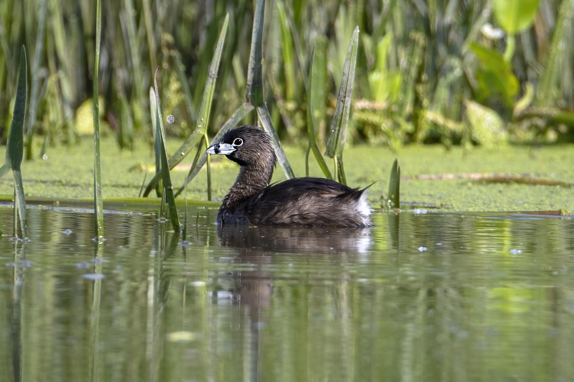 grebe-a-bec-bigarre-pied-billed-grebe