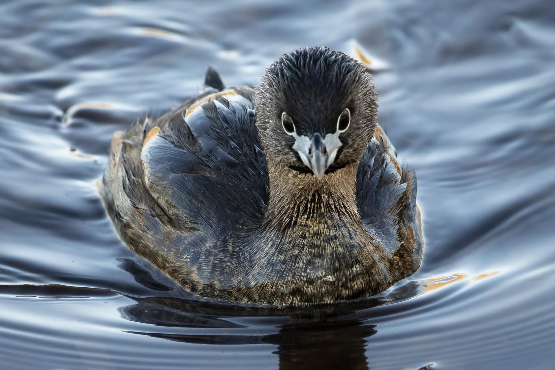 grebe-a-bec-bigarre-pied-billed-grebe