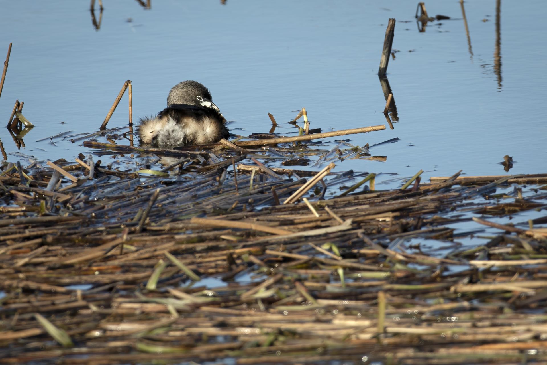 grebe-a-bec-bigarre-pied-billed-grebe